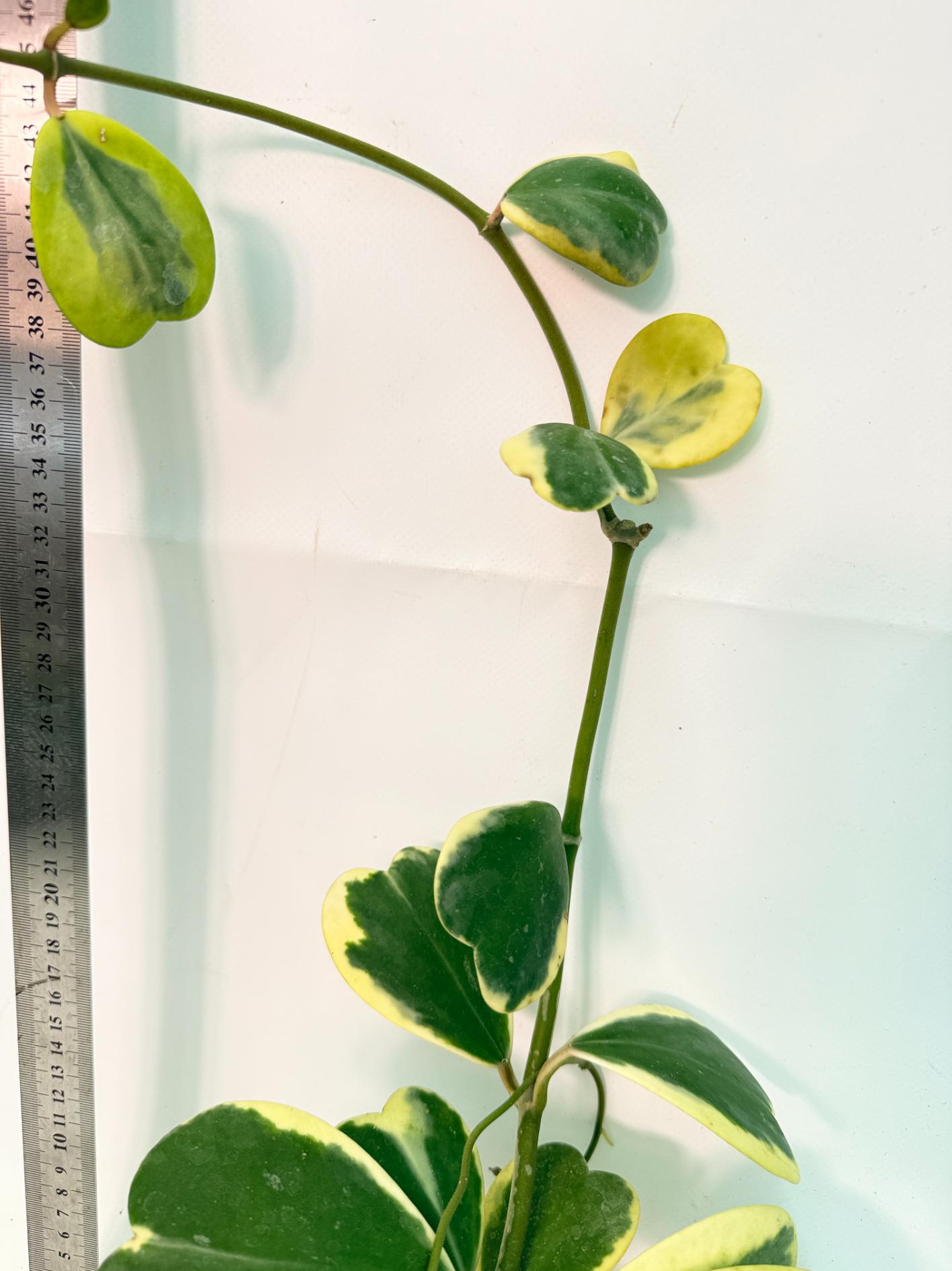 Hoya kerrii variegata 5