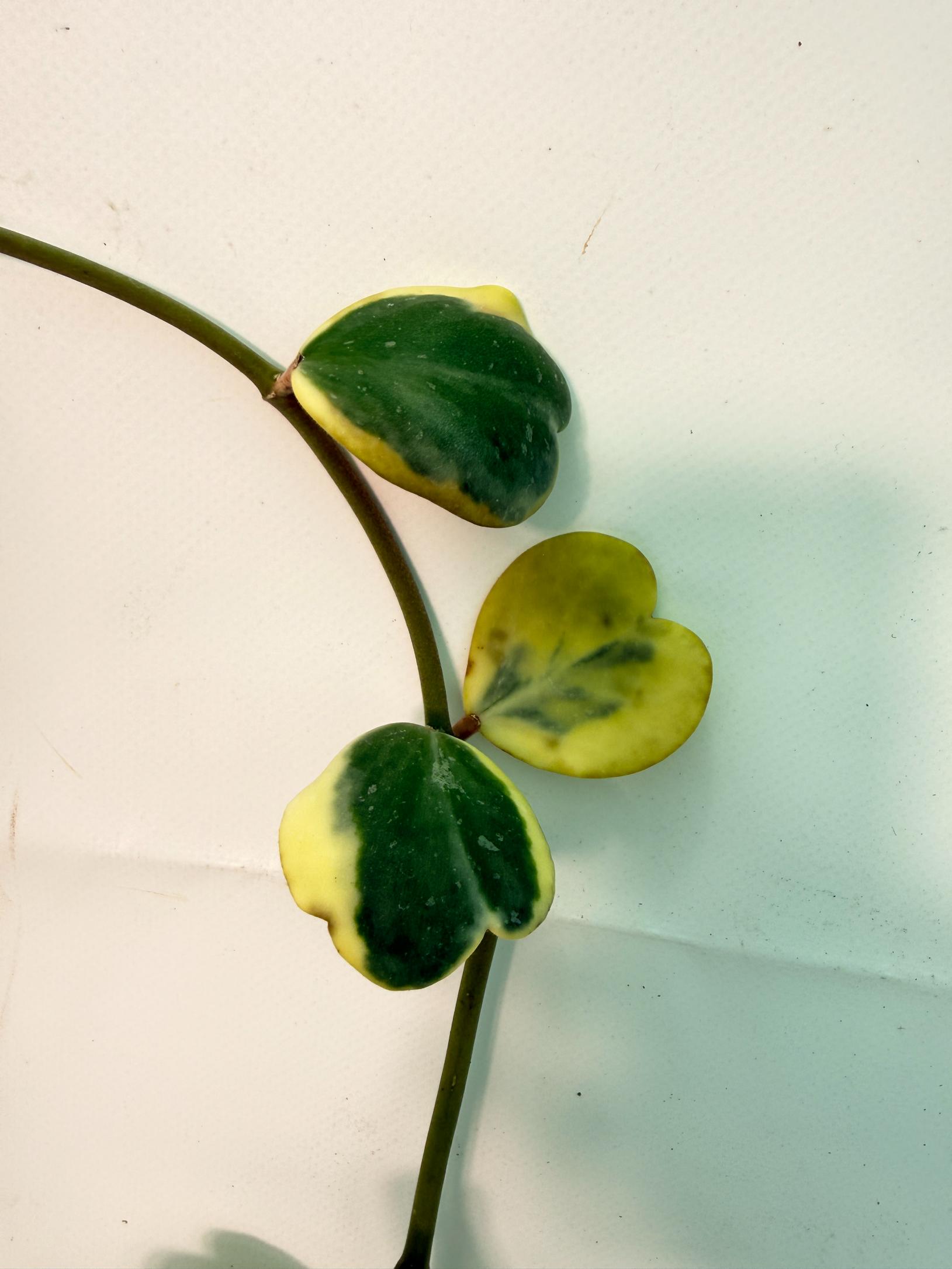 Hoya kerrii variegata 6