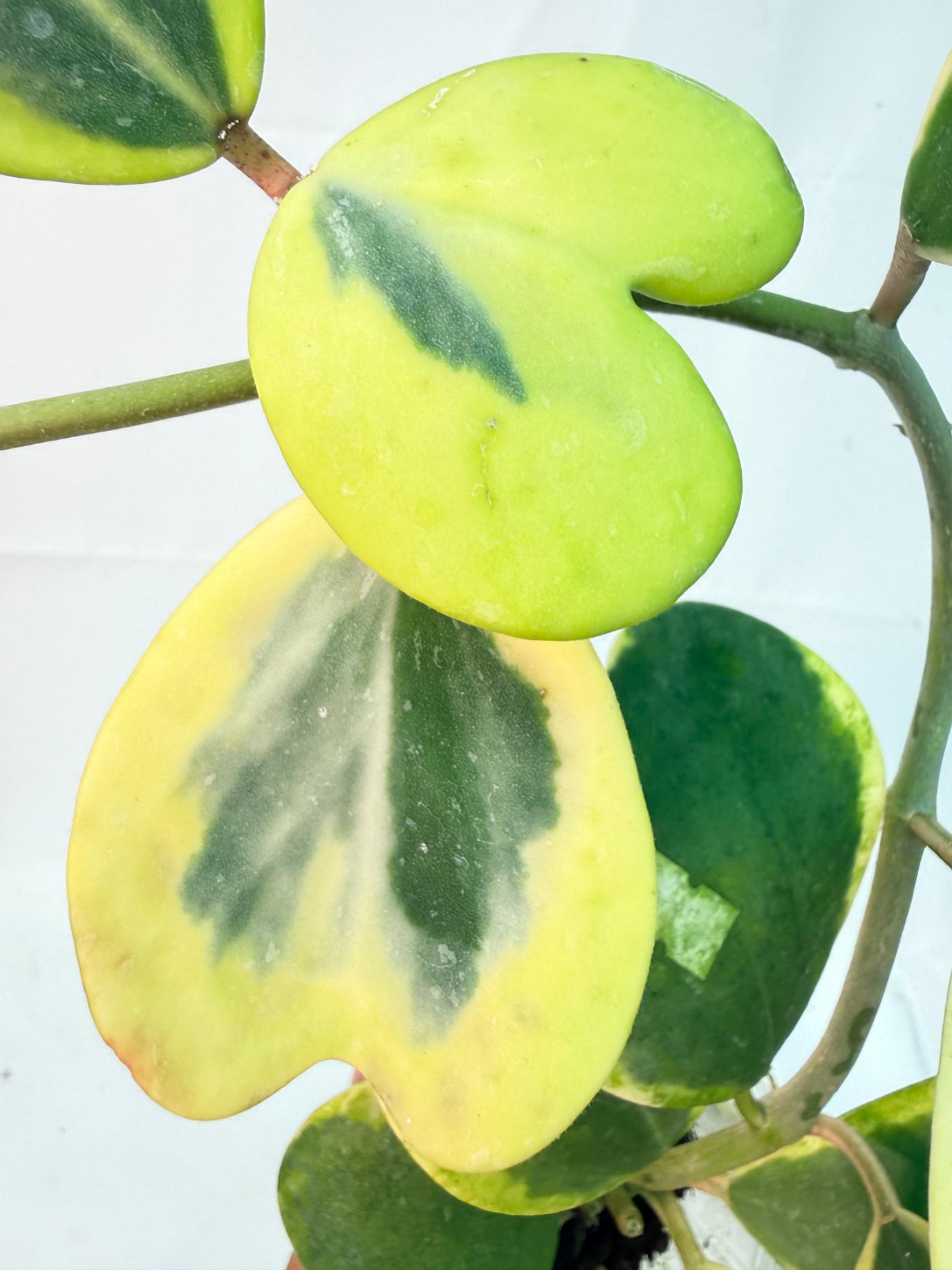 Hoya kerrii variegata 5