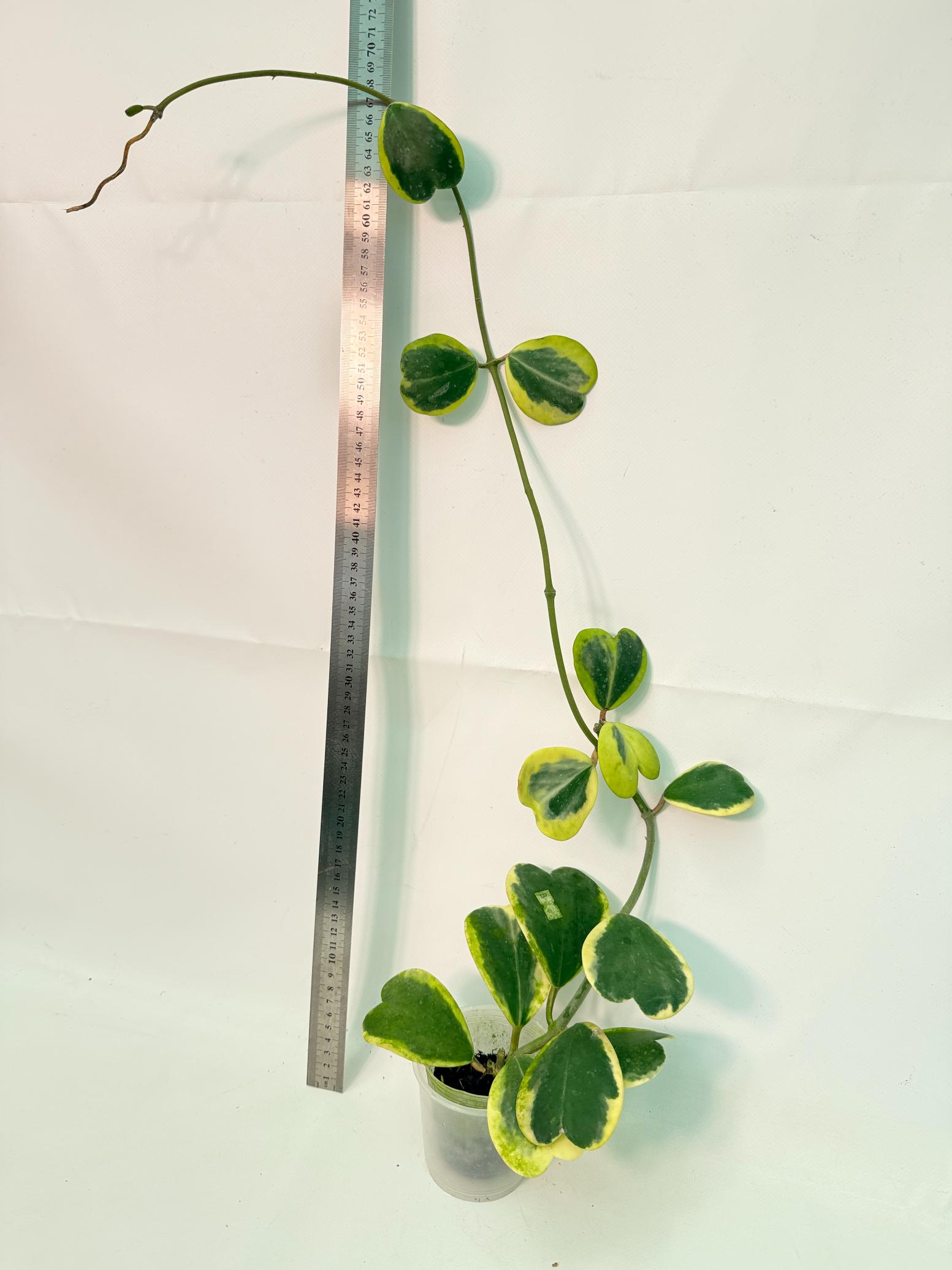 Hoya kerrii variegata 4