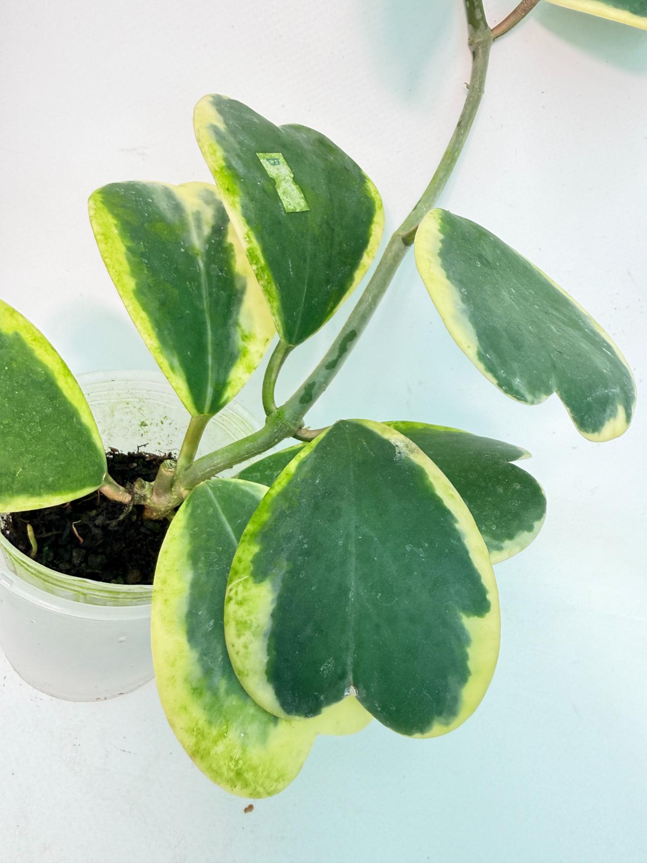 Hoya kerrii variegata 6