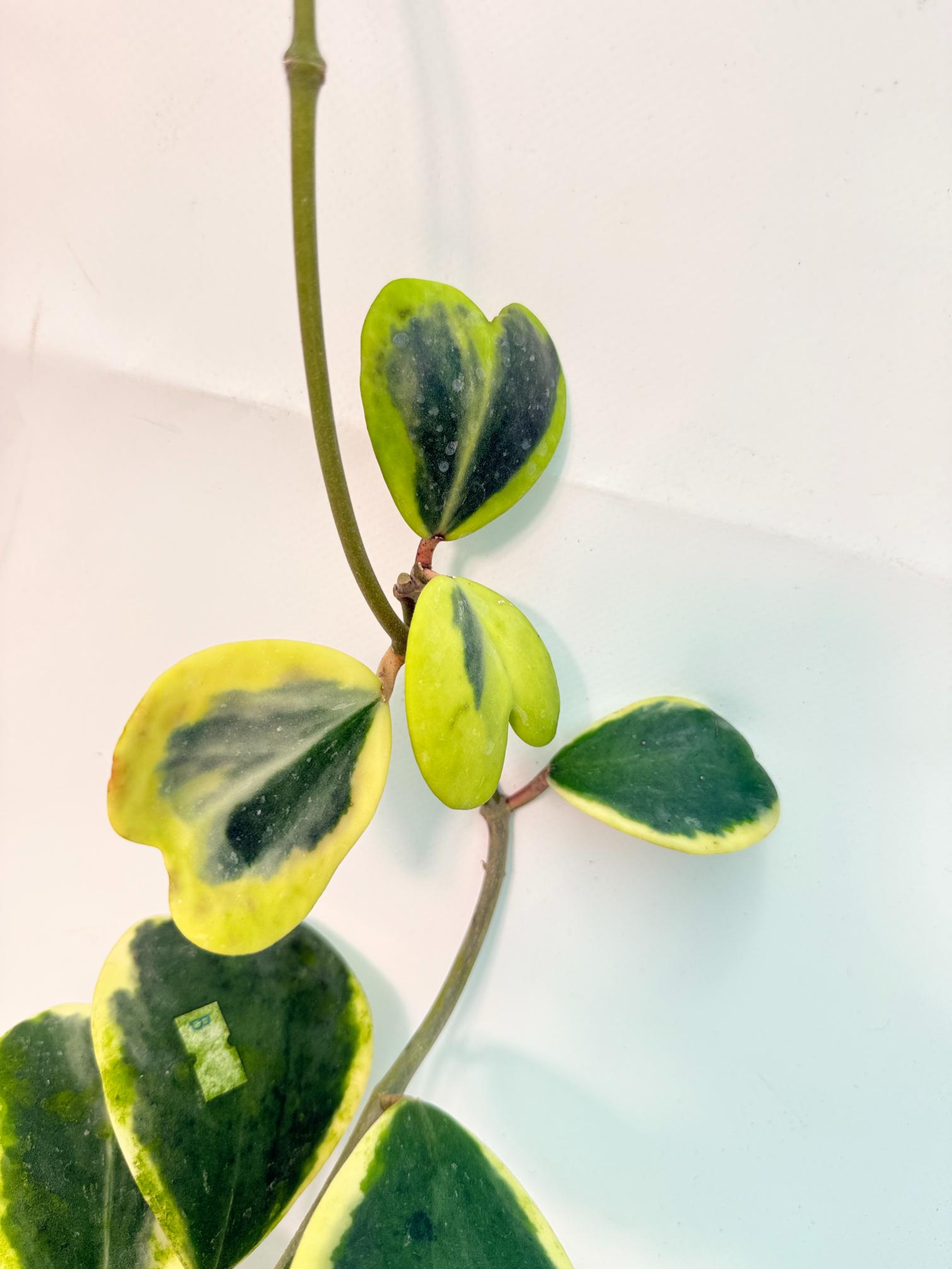 Hoya kerrii variegata 7