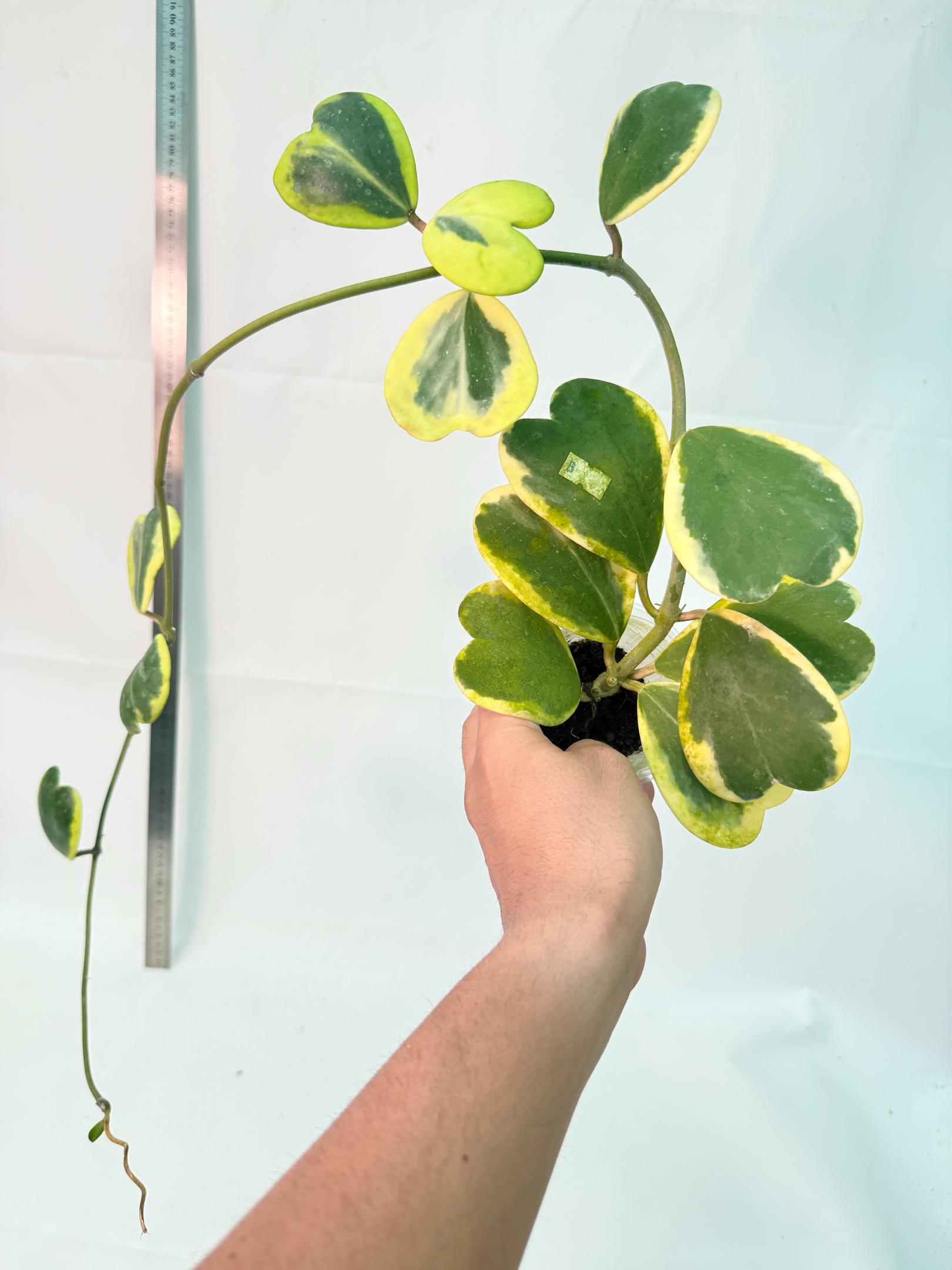 Hoya kerrii variegata 3