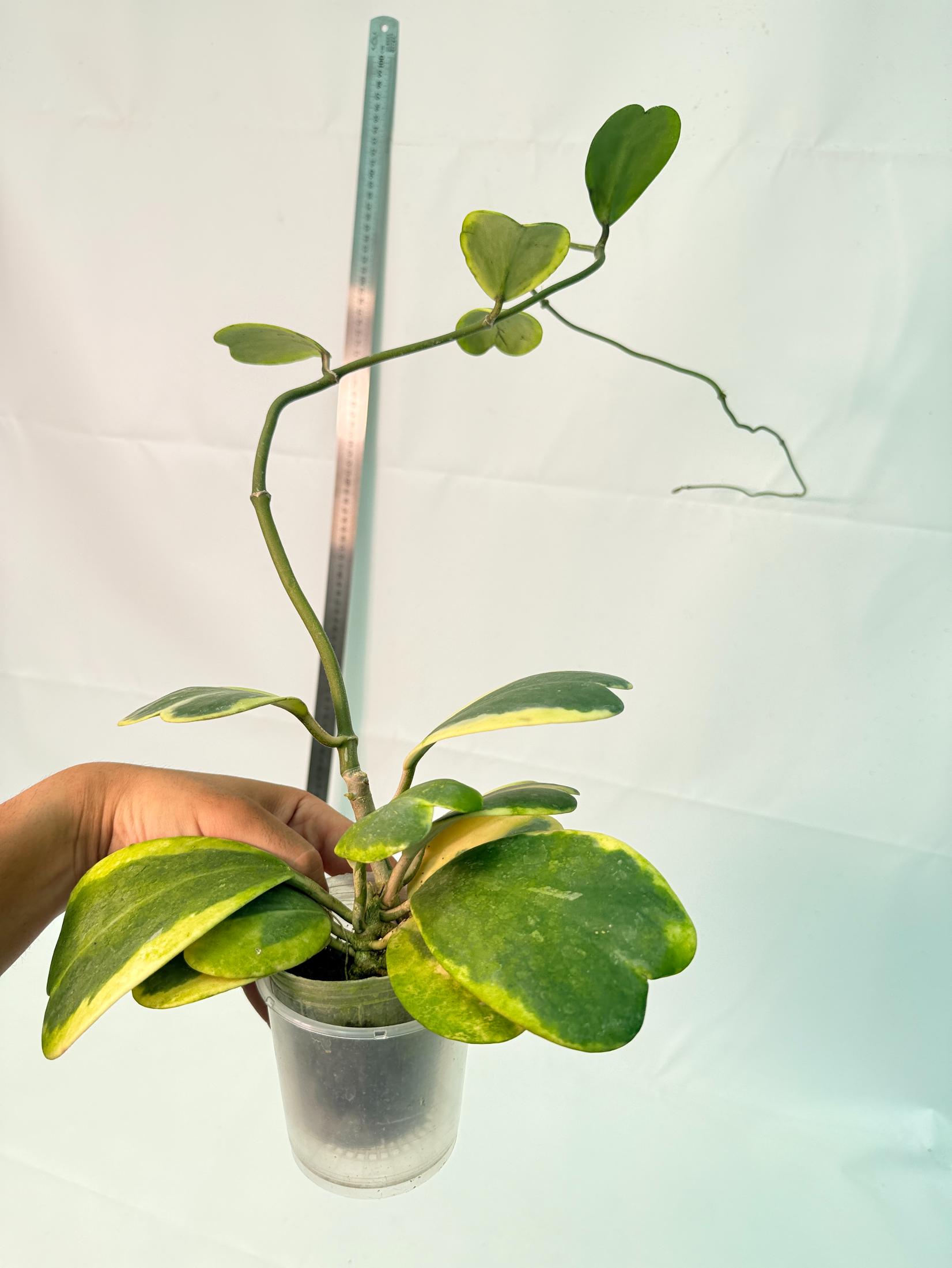 Hoya kerrii variegata 9