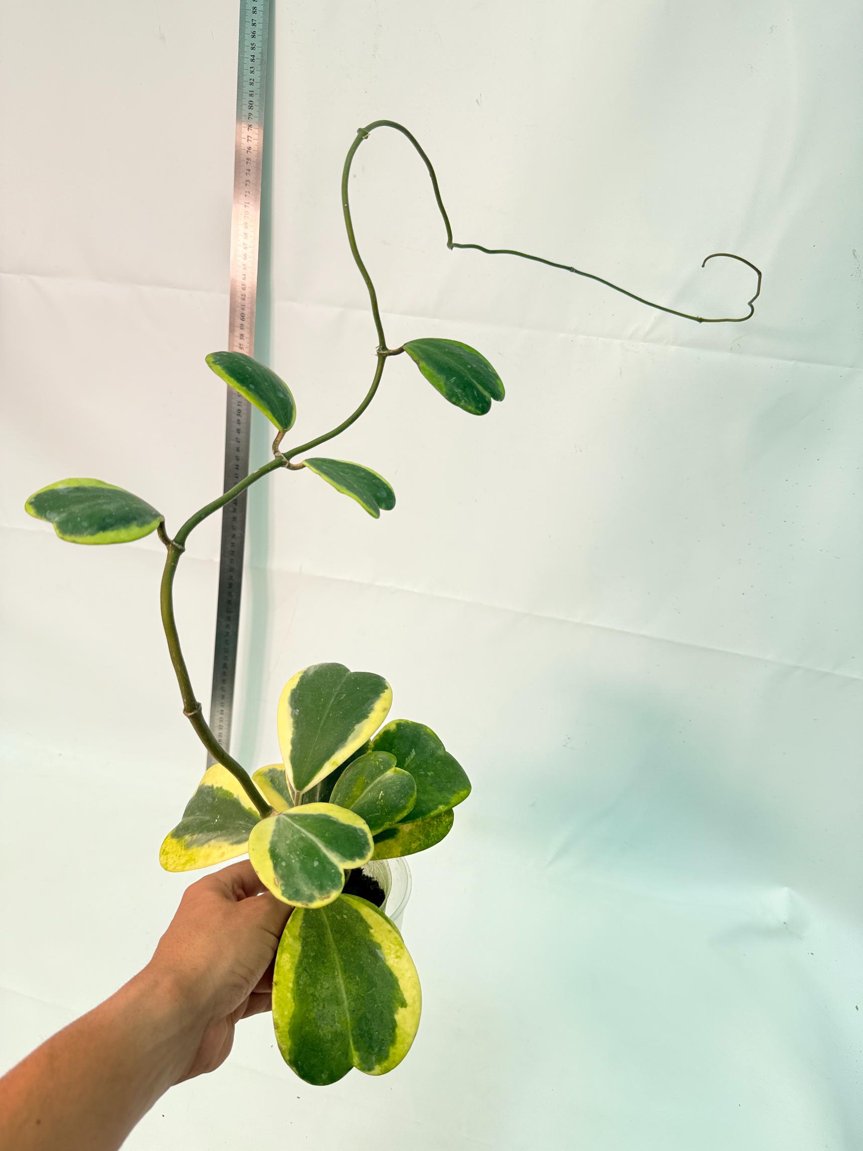 Hoya kerrii variegata 1