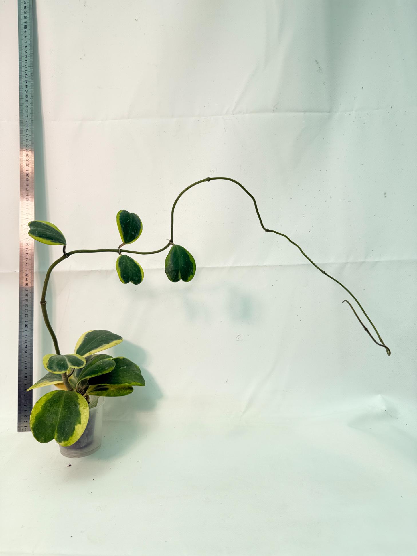 Hoya kerrii variegata 2