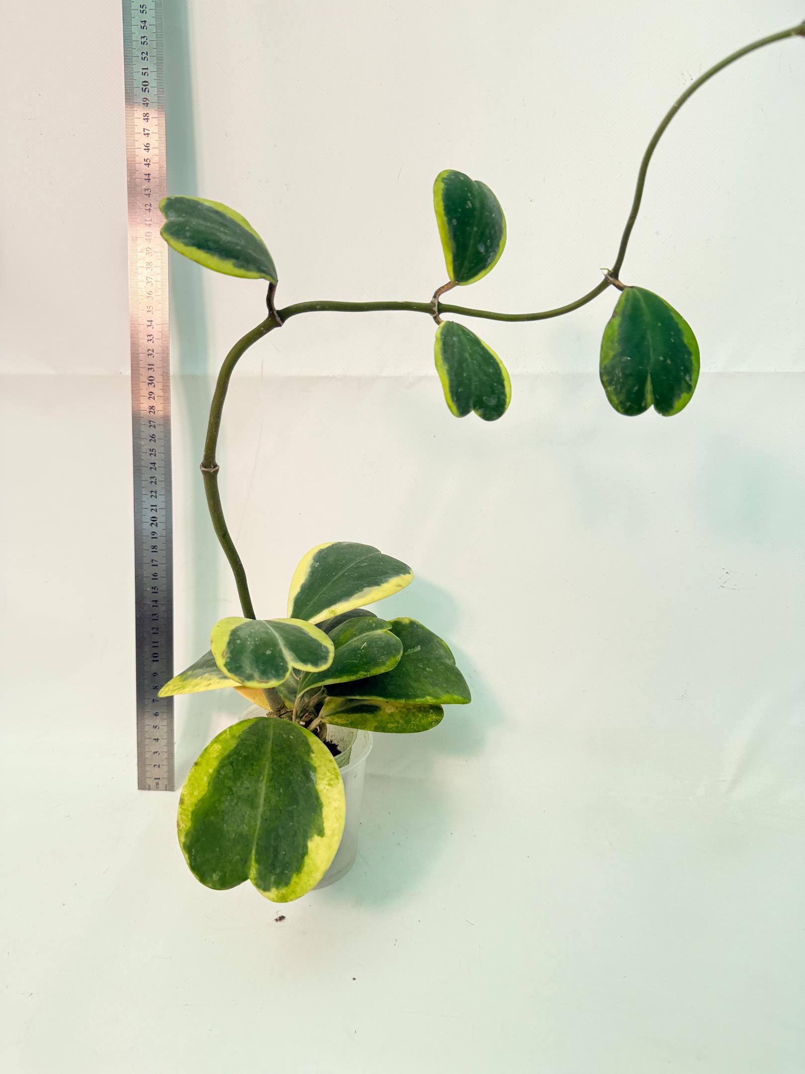 Hoya kerrii variegata 3