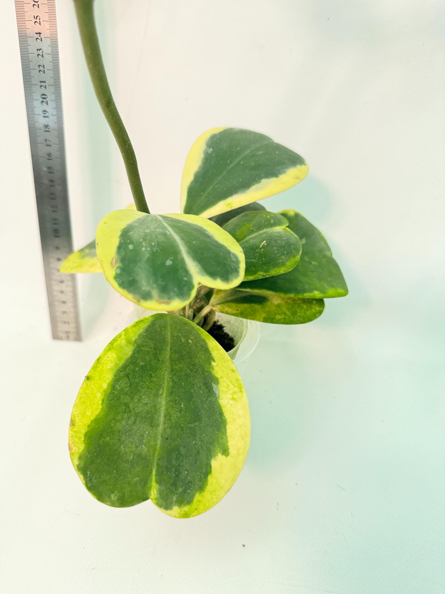 Hoya kerrii variegata 4