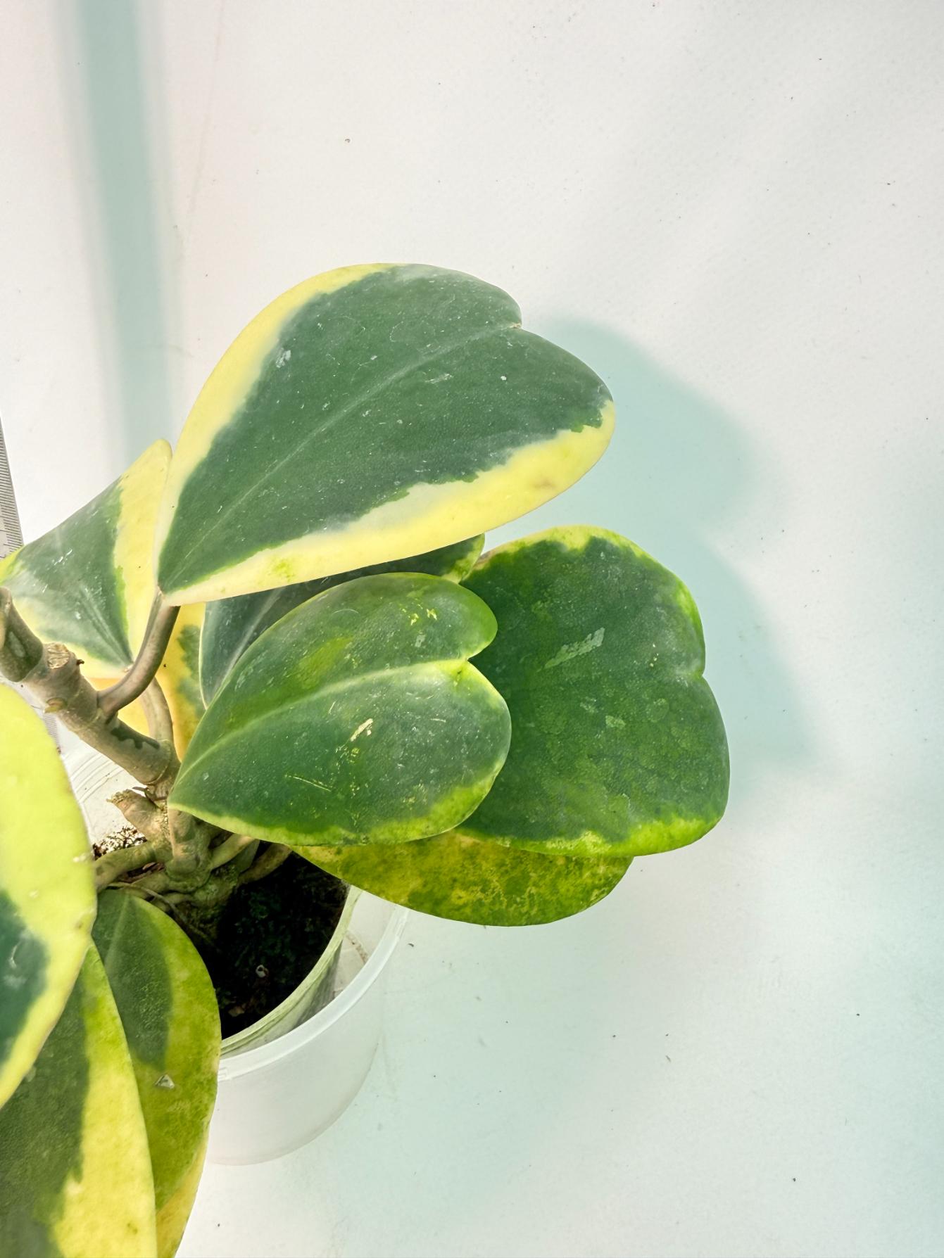 Hoya kerrii variegata 6