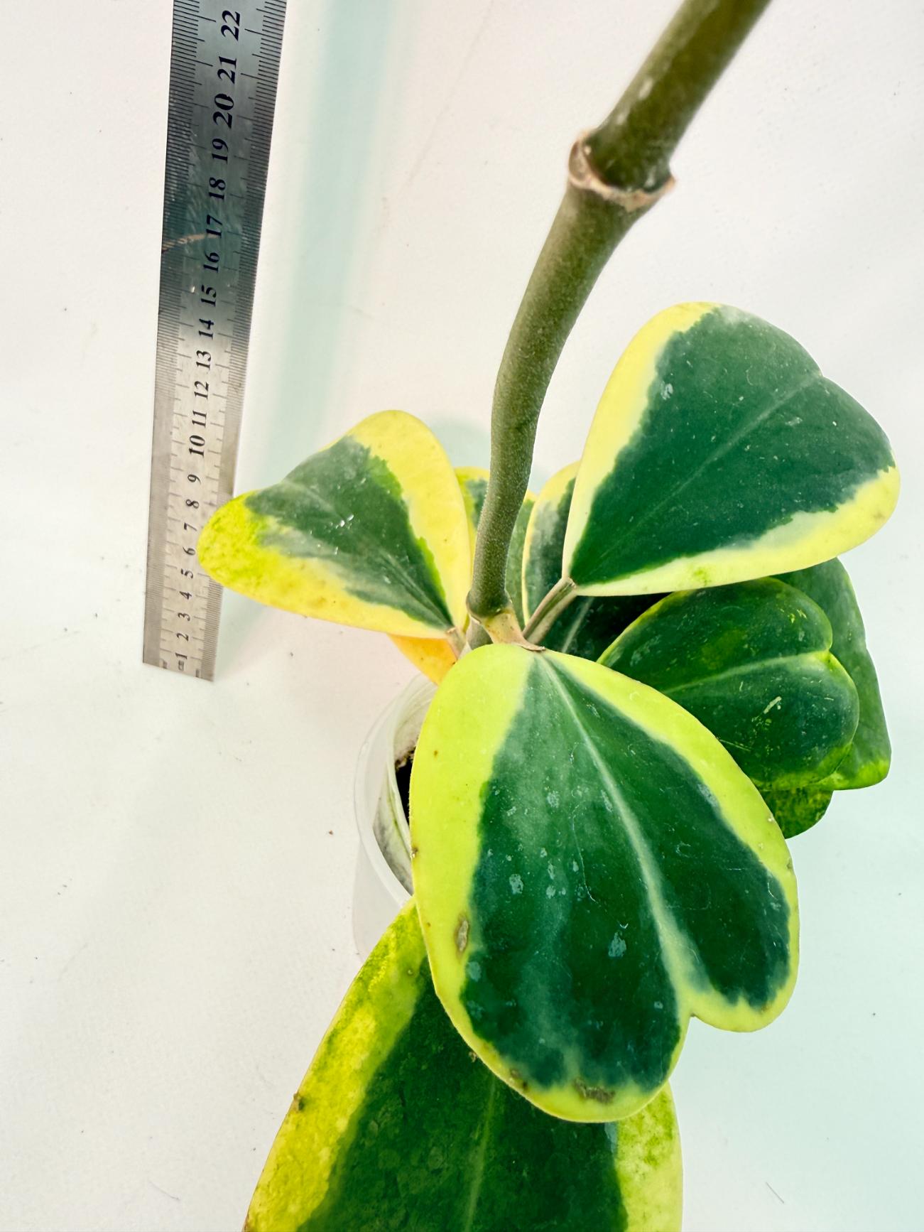 Hoya kerrii variegata 5