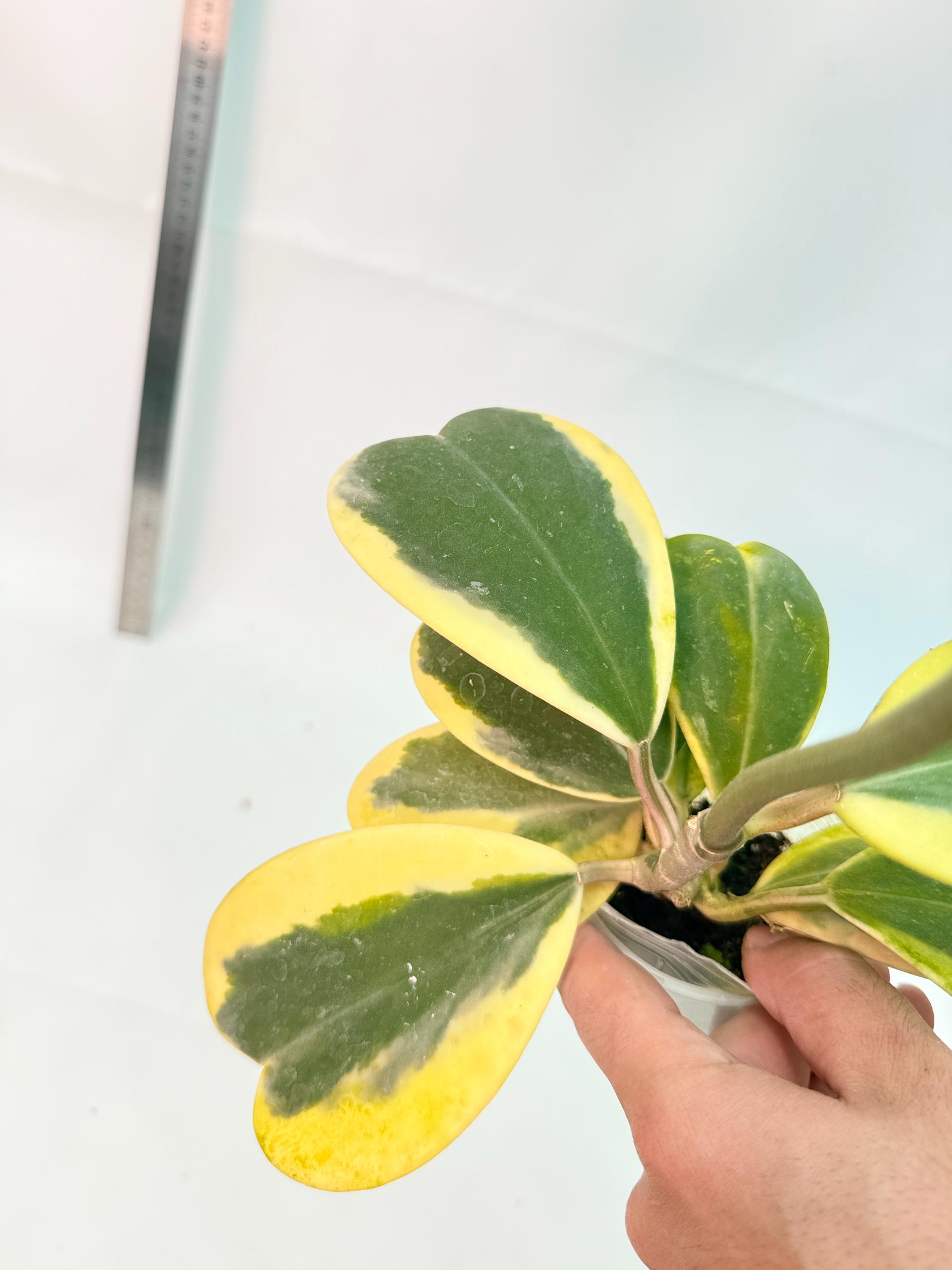 Hoya kerrii variegata 8
