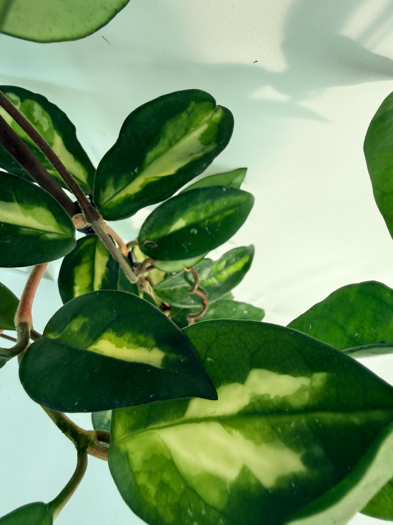 Hoya Krimson Princess XL Variegata 9