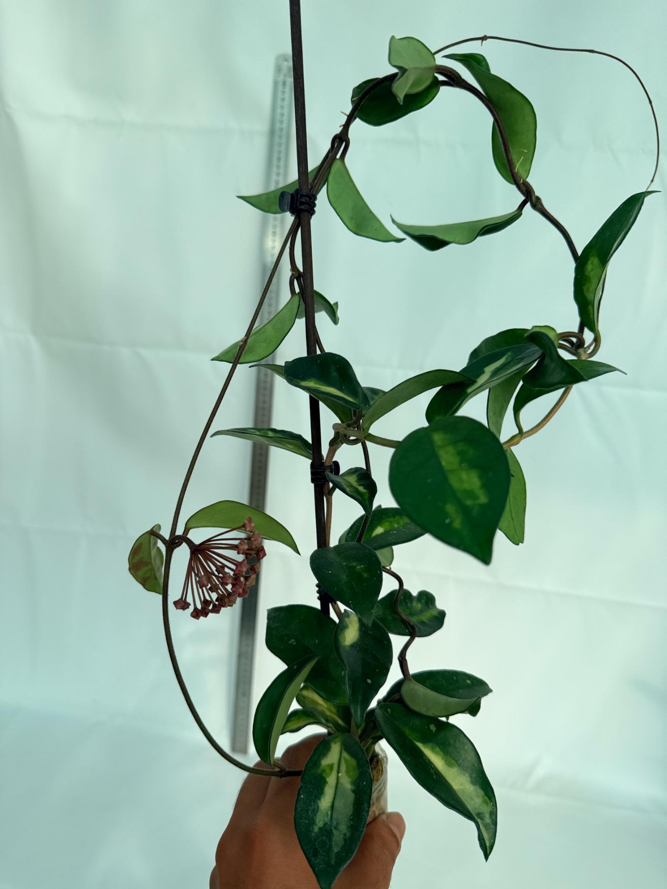 Hoya Krimson Princess XL Variegata 10
