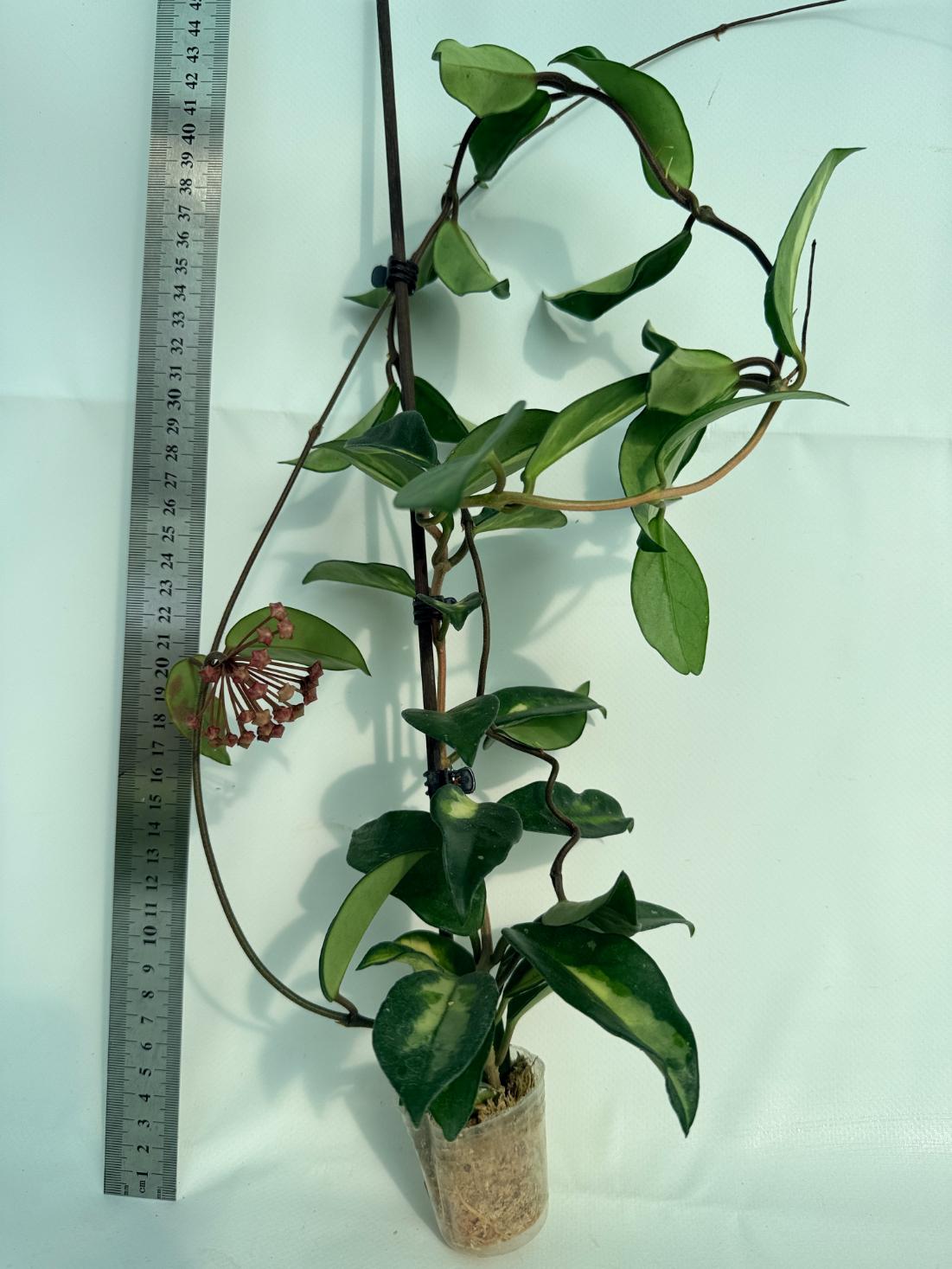 Hoya Krimson Princess XL Variegata 1