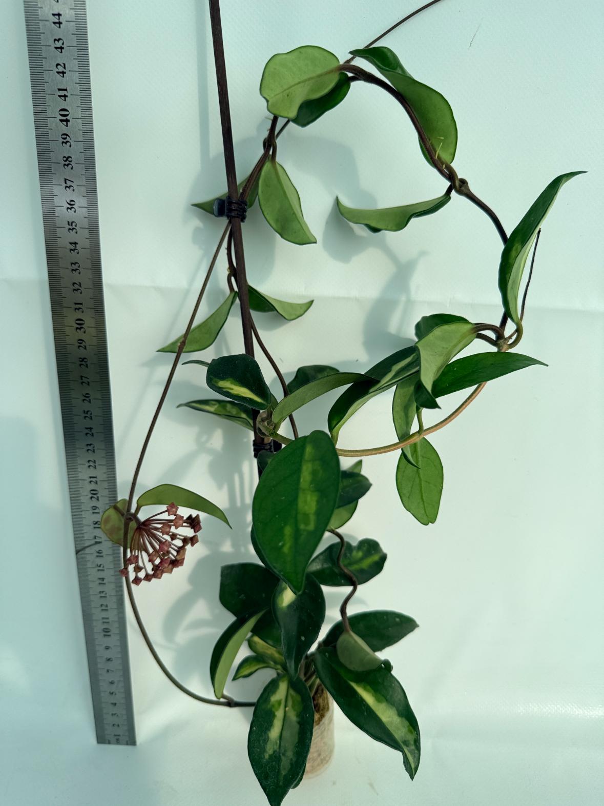 Hoya Krimson Princess XL Variegata 3