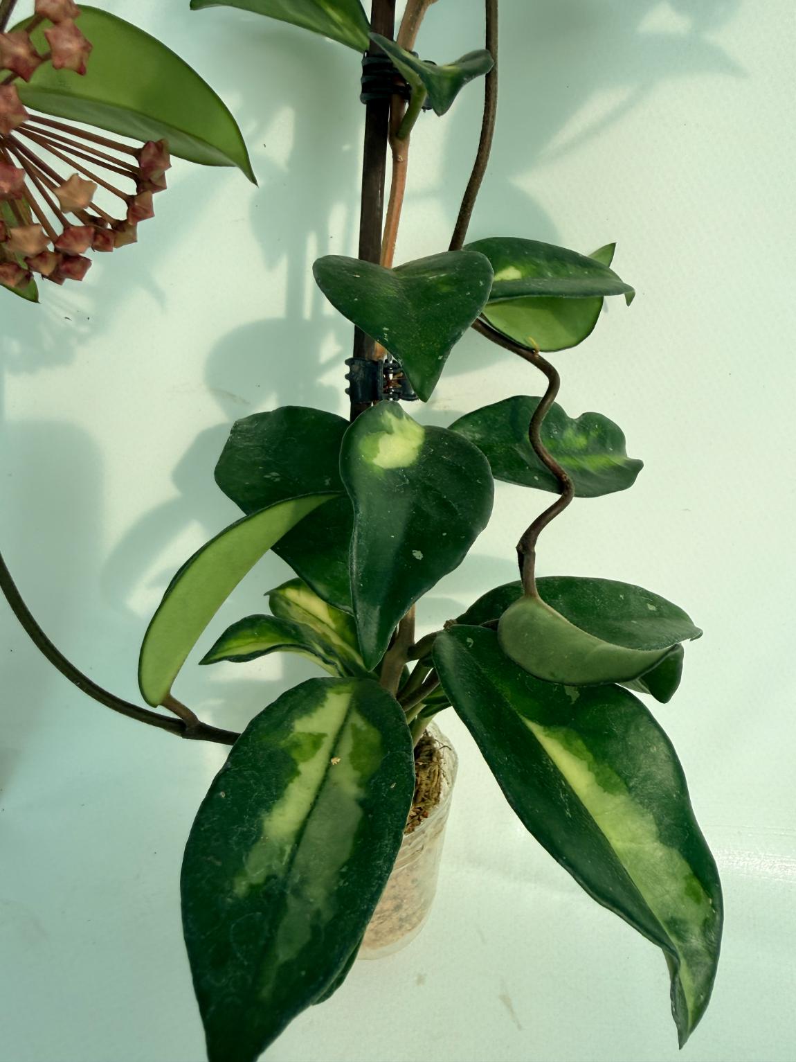 Hoya Krimson Princess XL Variegata 4