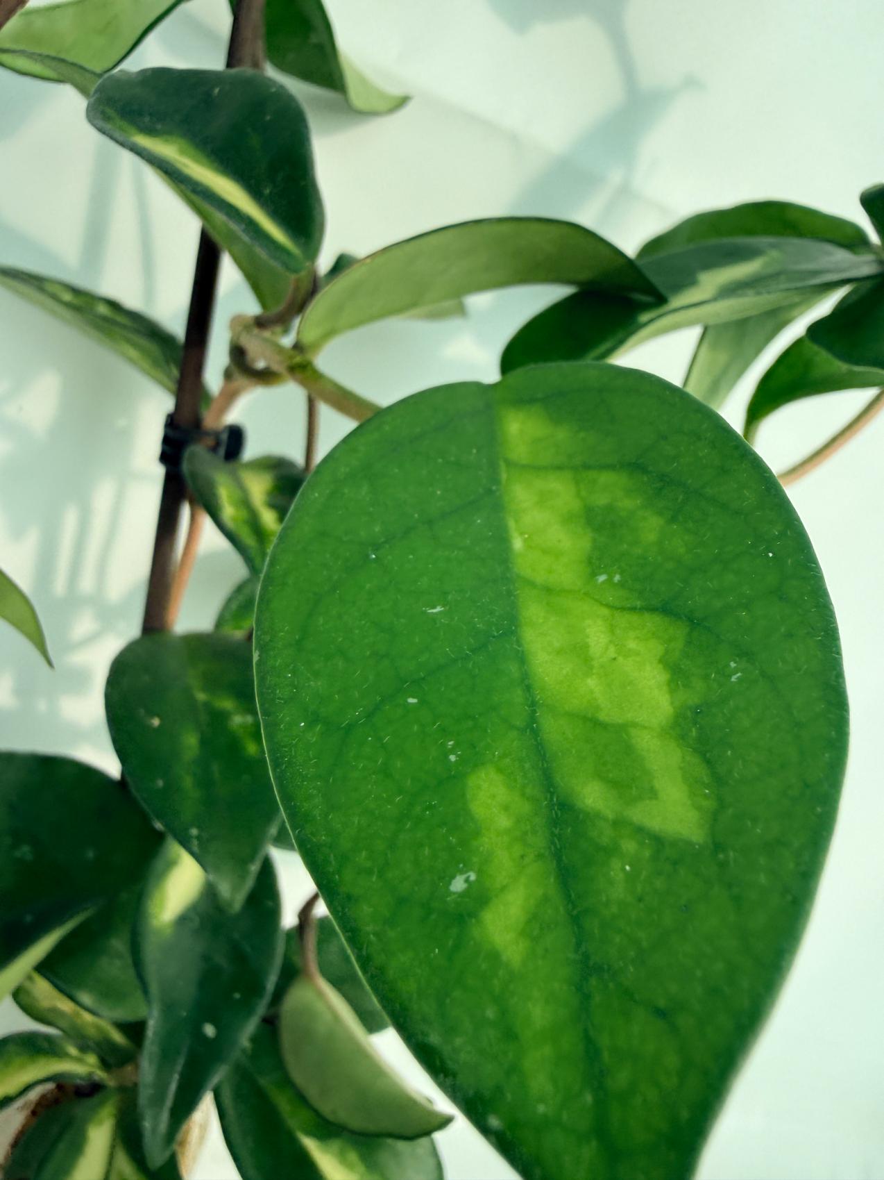 Hoya Krimson Princess XL Variegata 5
