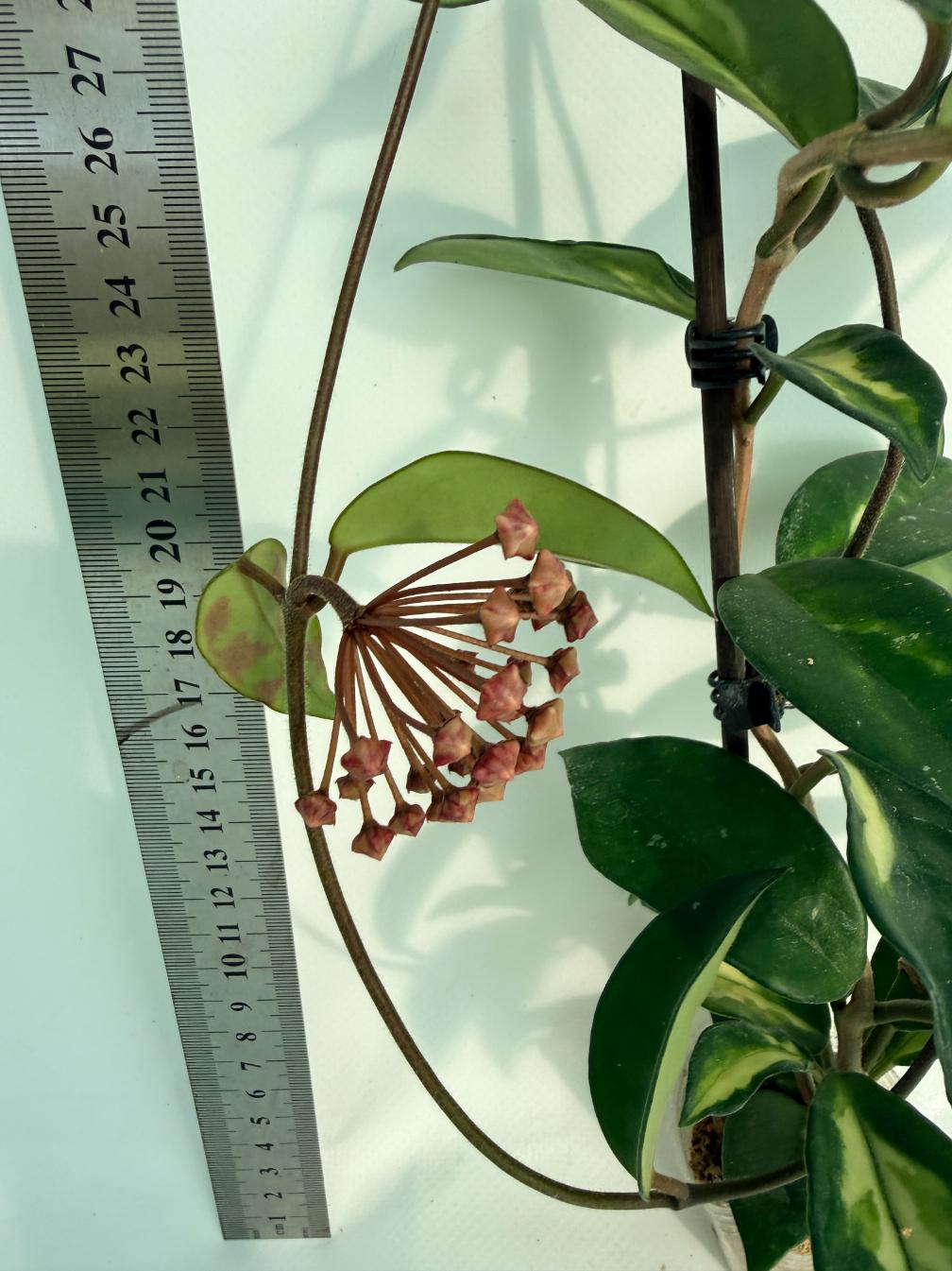 Hoya Krimson Princess XL Variegata 6