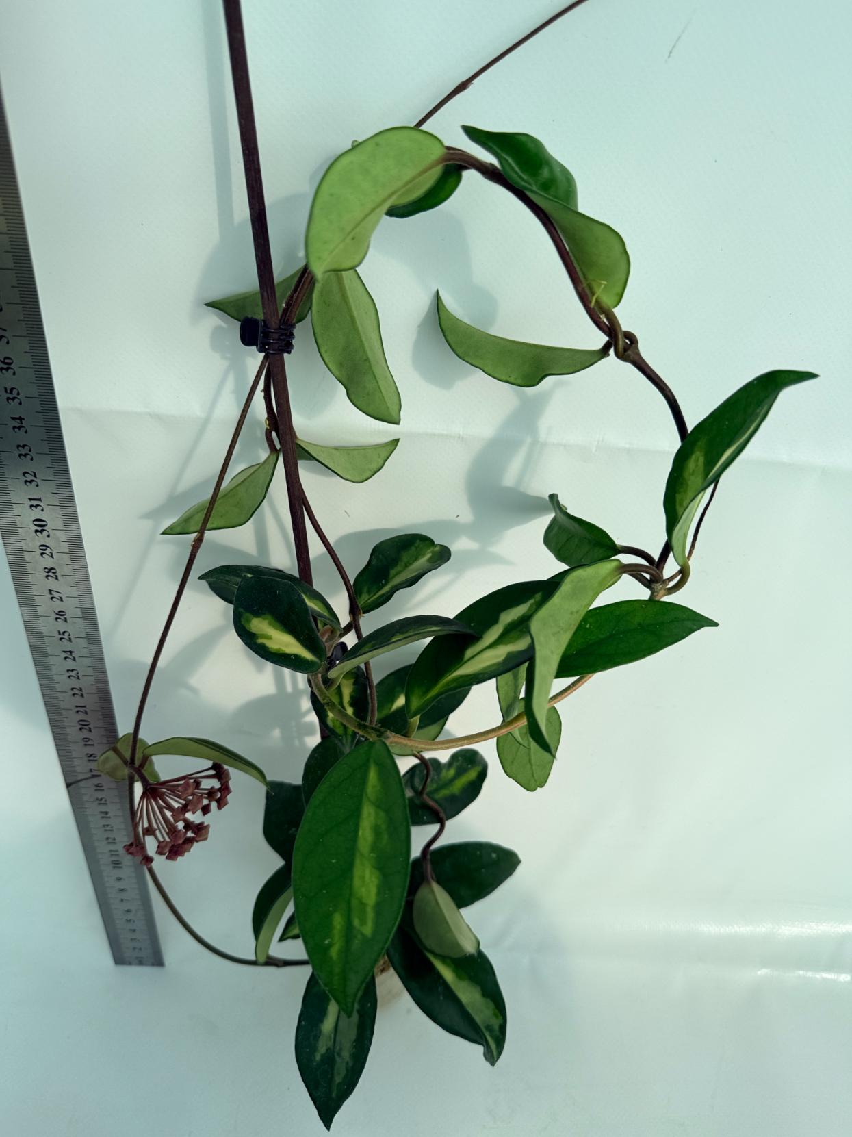 Hoya Krimson Princess XL Variegata 7