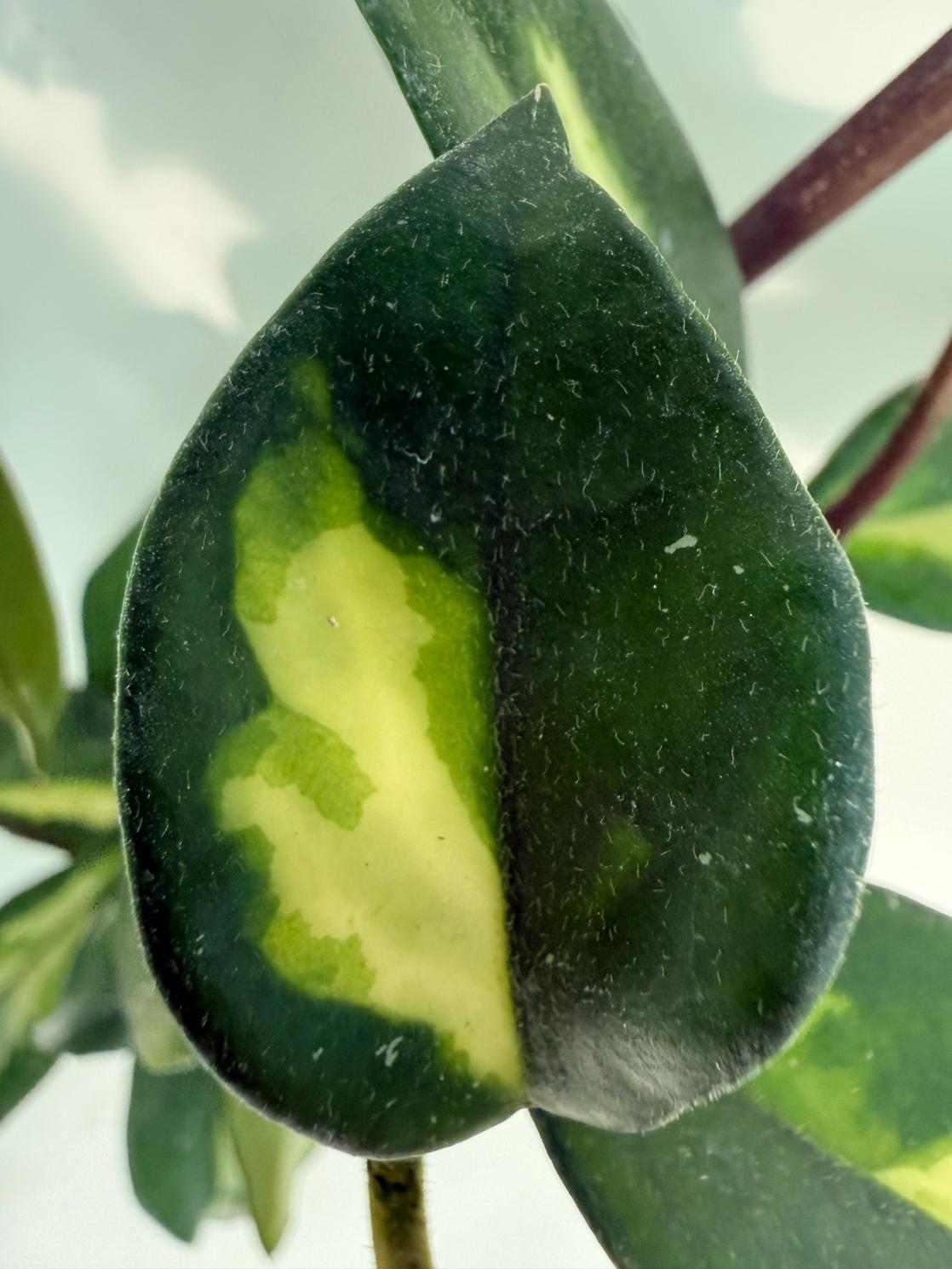 Hoya Krimson Princess XL Variegata 8