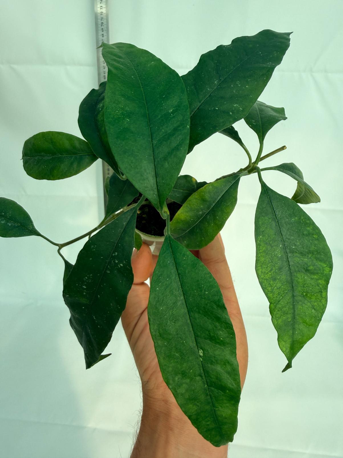 Hoya Lobii Black 3
