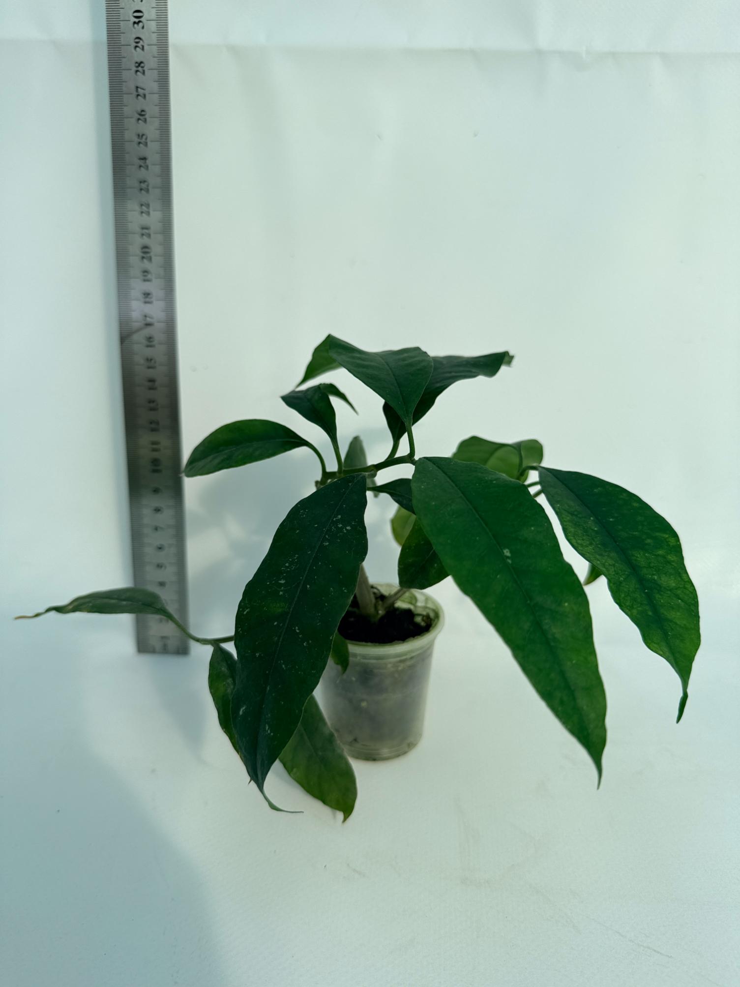 Hoya Lobii Black 4