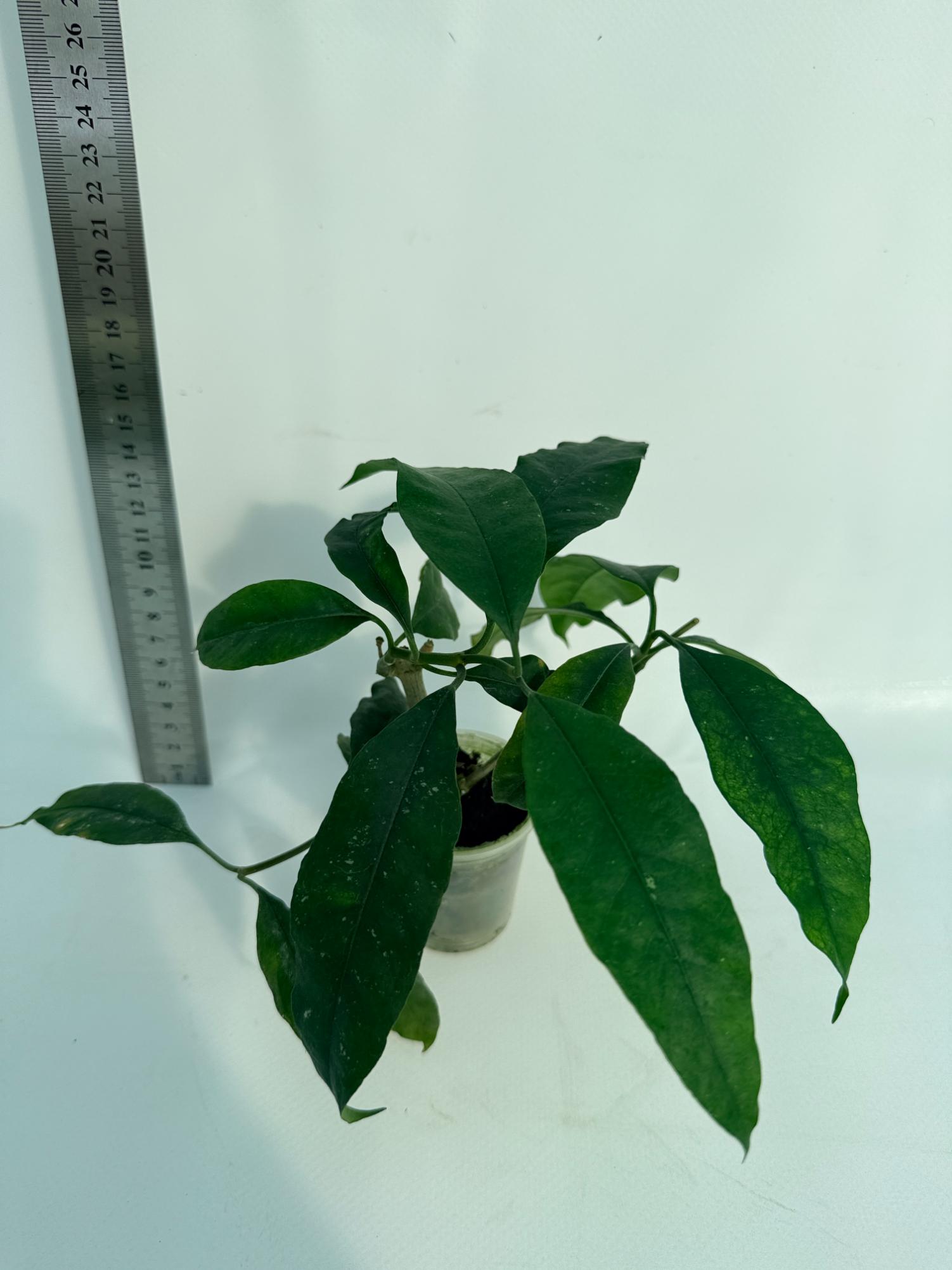 Hoya Lobii Black 1