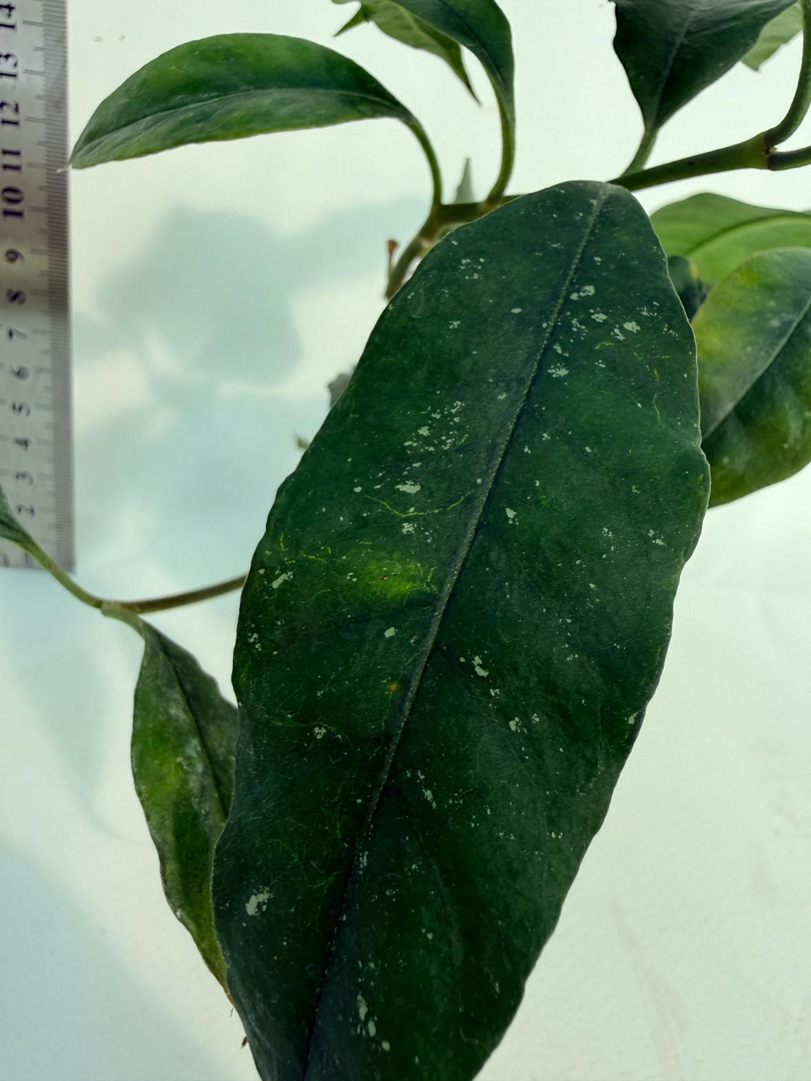 Hoya Lobii Black 5