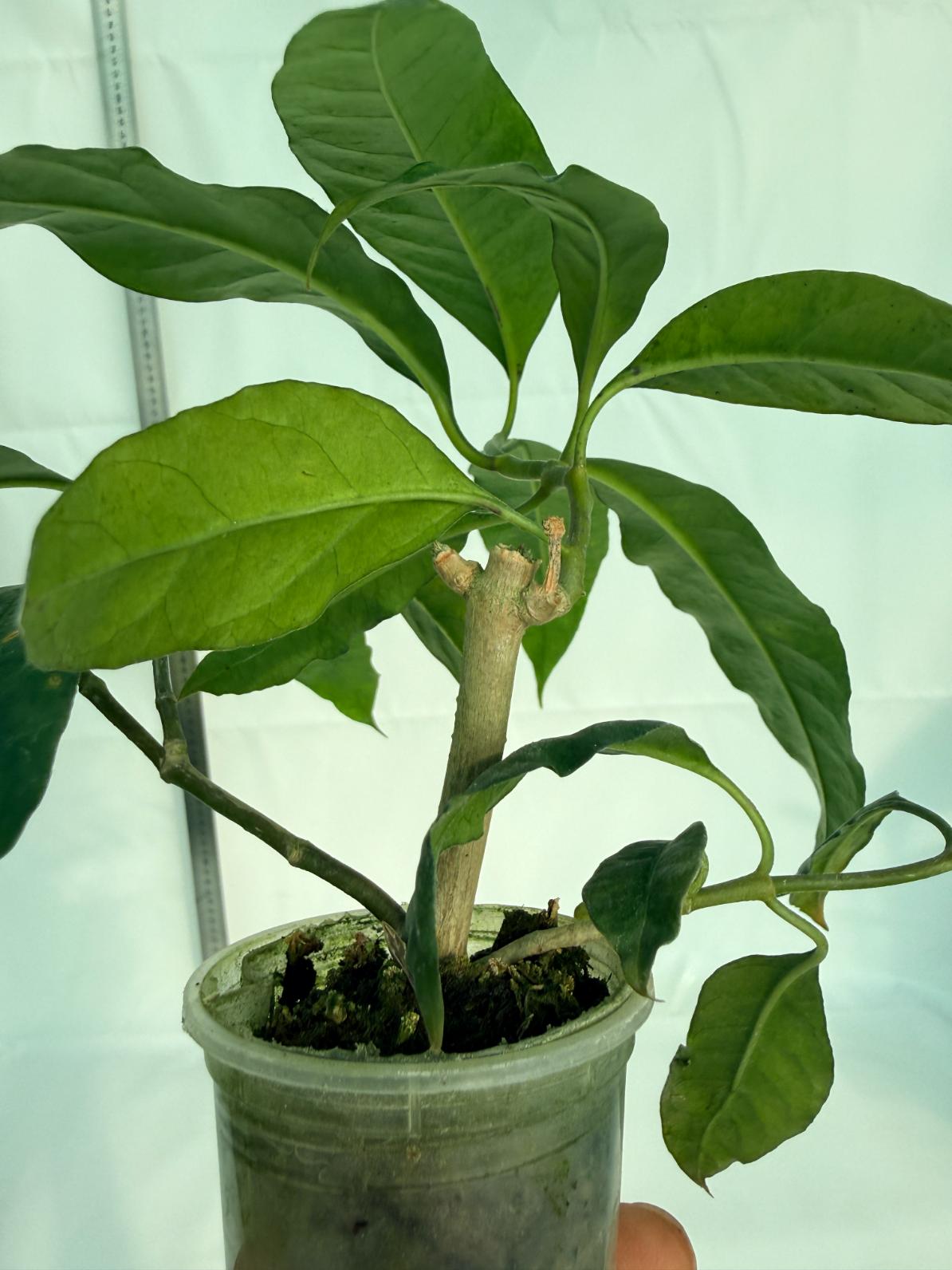 Hoya Lobii Black 6