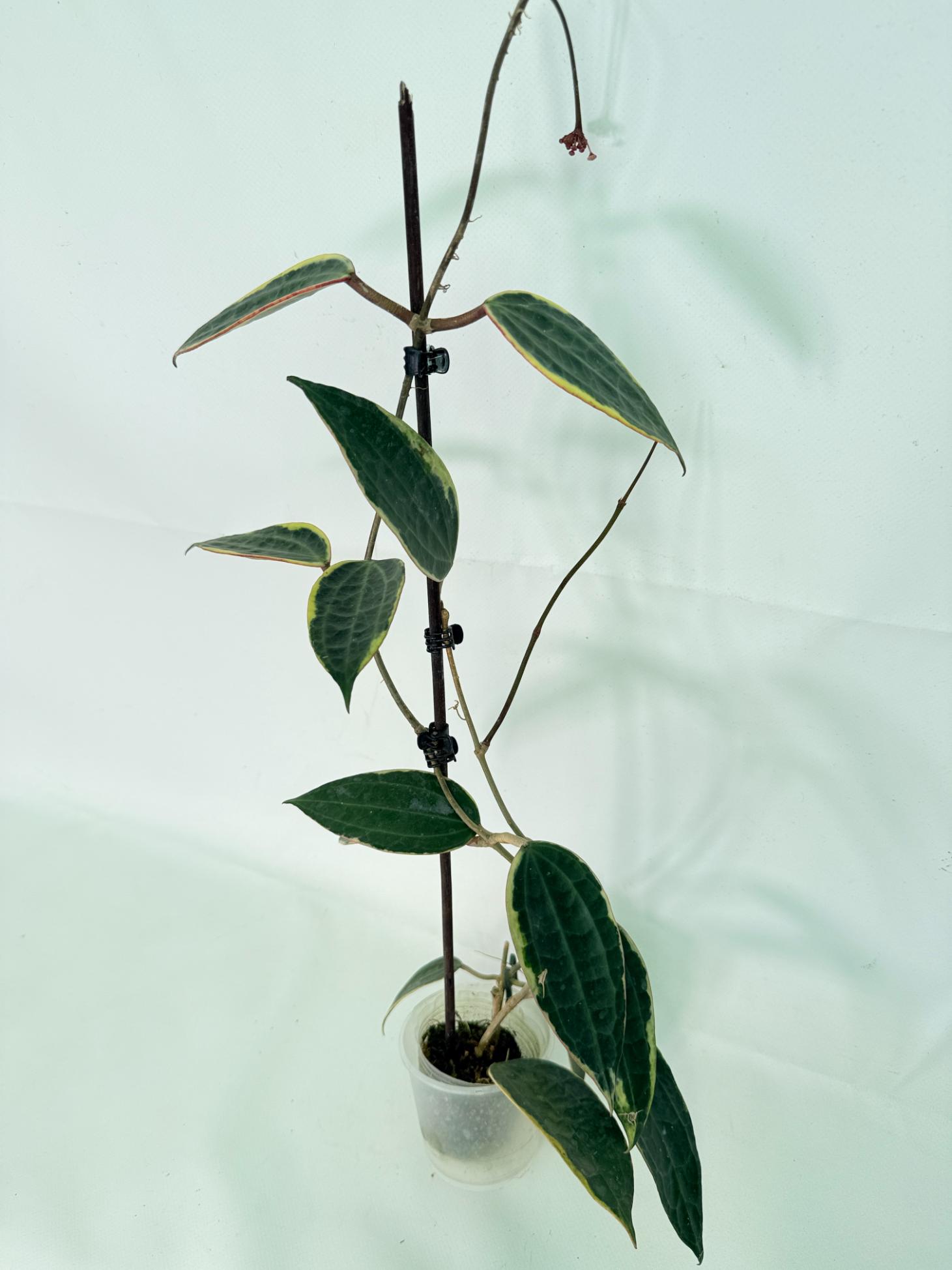 Hoya Macrophylla Variegata