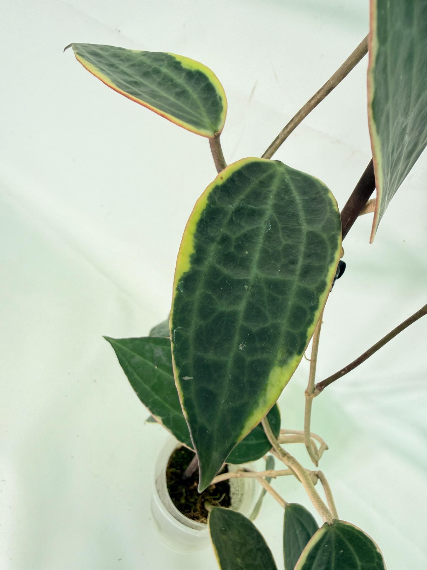 Hoya Macrophylla Variegata