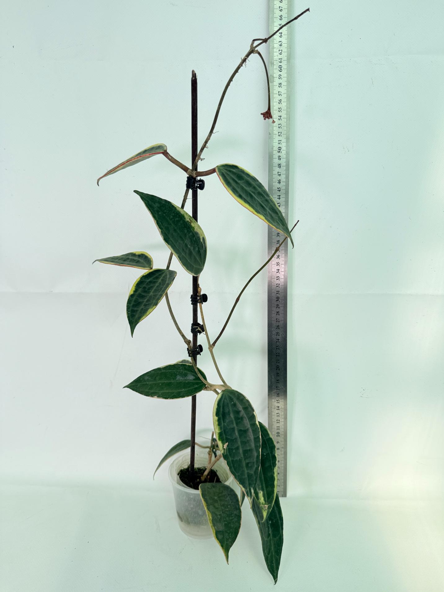 Hoya Macrophylla Variegata