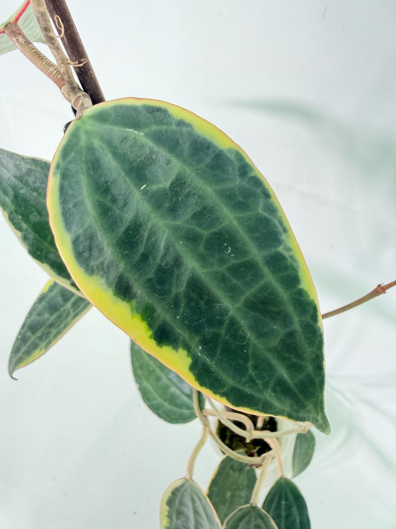 Hoya Macrophylla Variegata