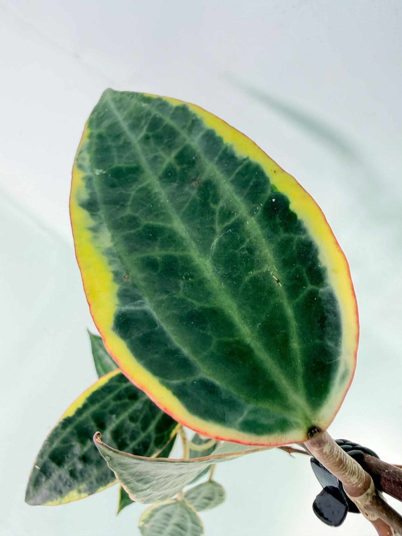 Hoya Macrophylla Variegata