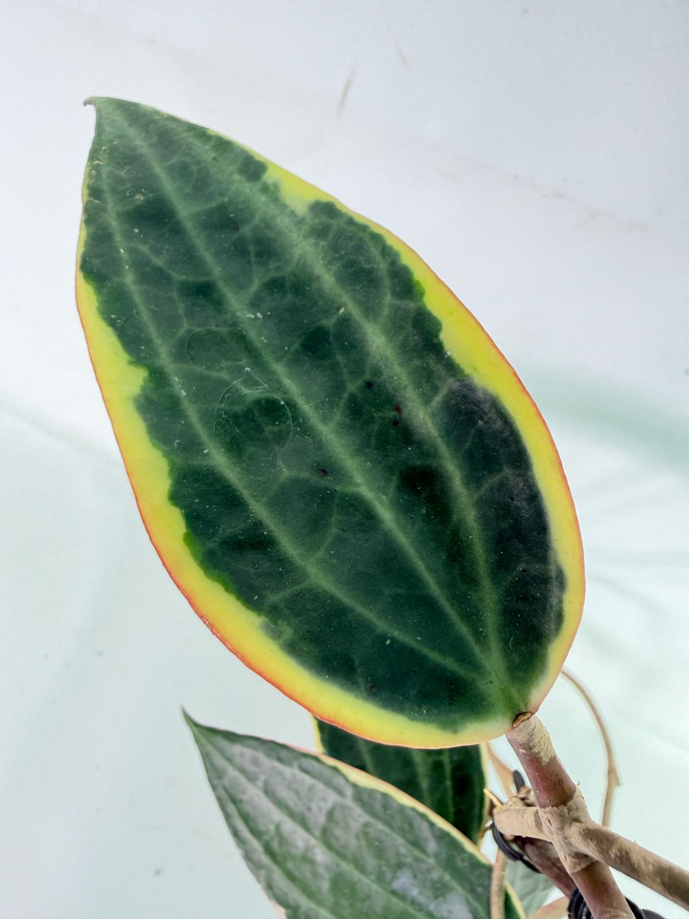 Hoya Macrophylla Variegata