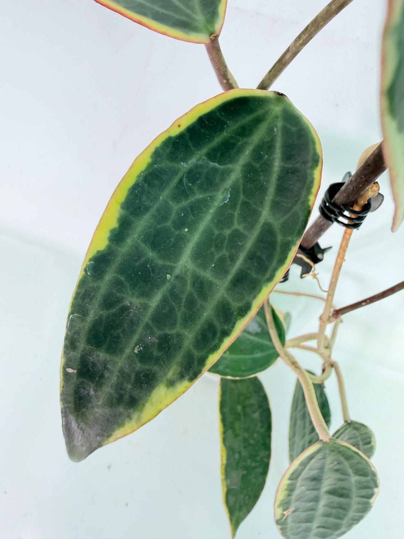 Hoya Macrophylla Variegata