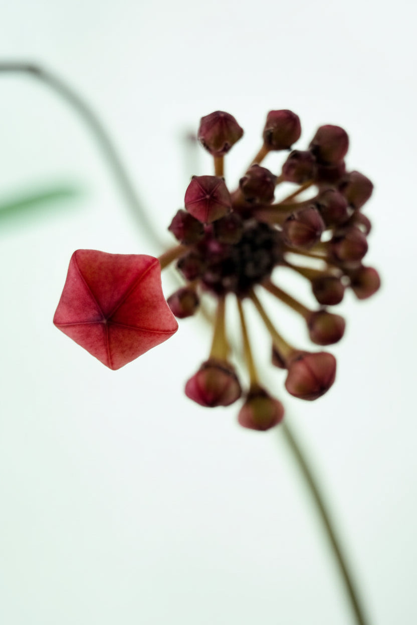 Hoya Macrophylla Variegata