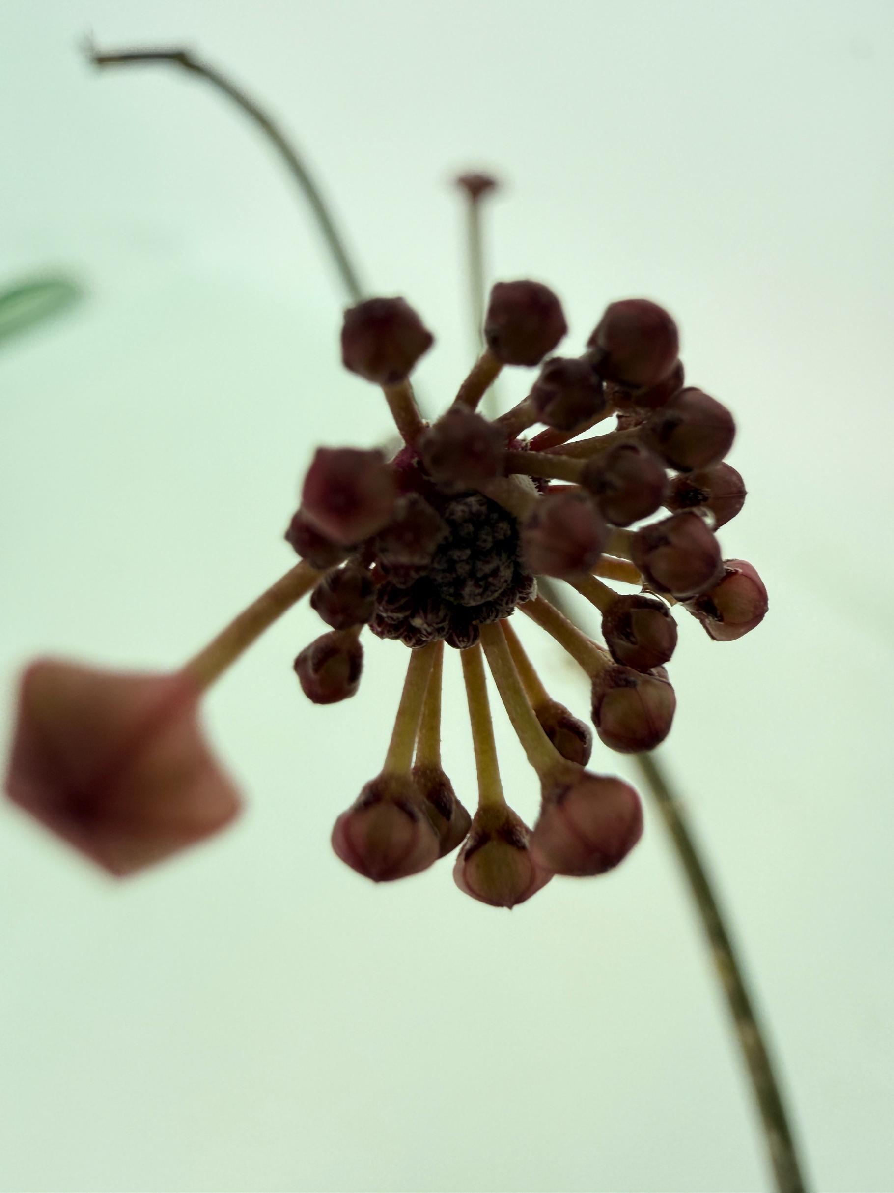 Hoya Macrophylla Variegata