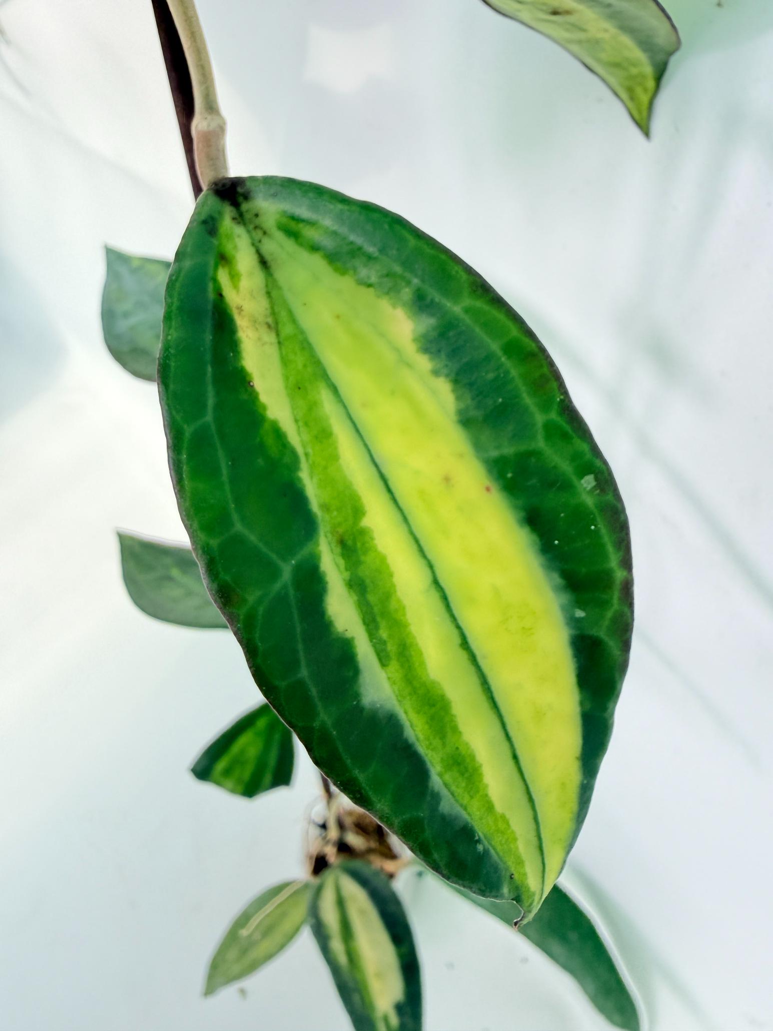 Hoya Macrophylla variegata POT OF GOLD 06