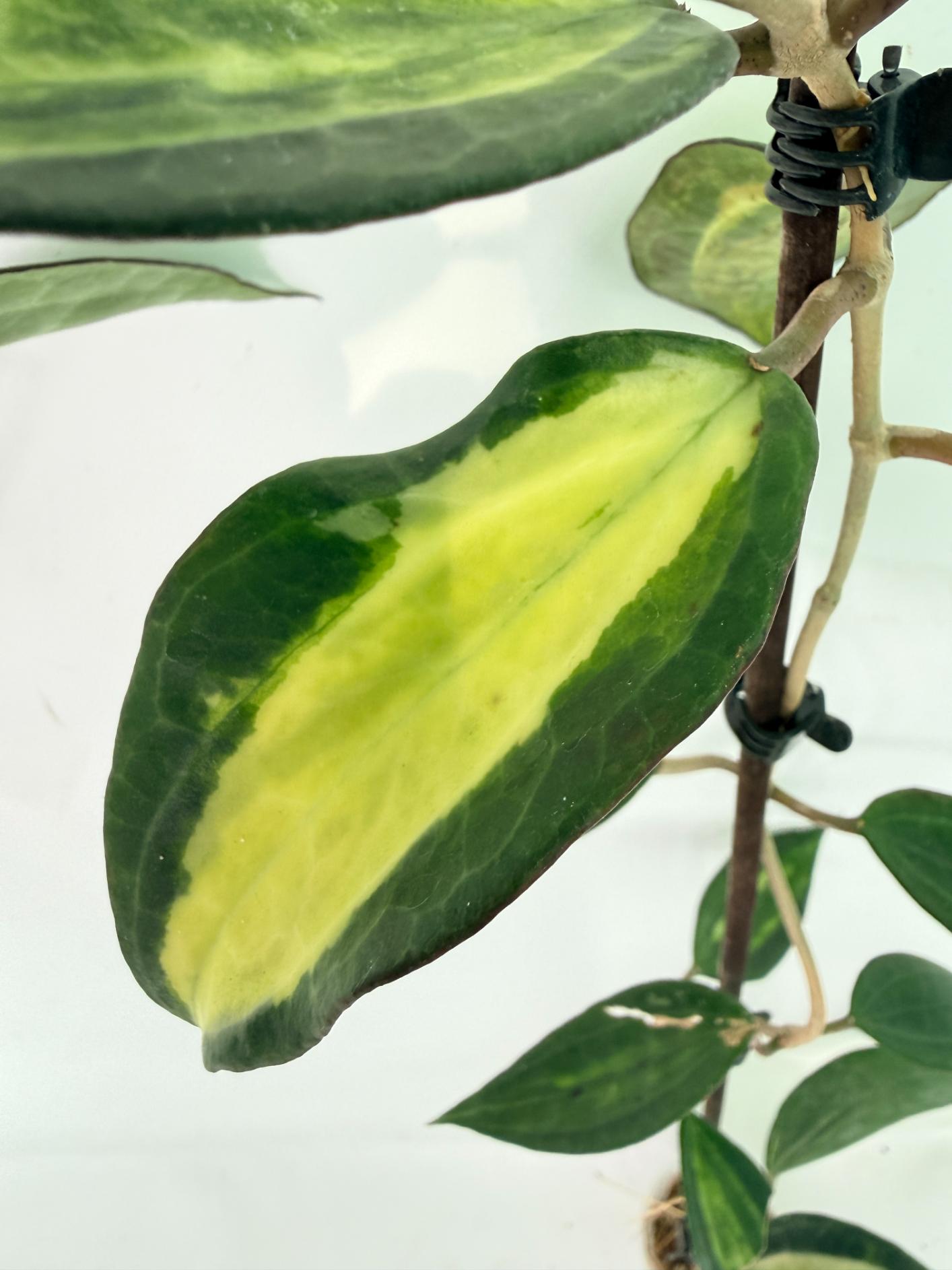 Hoya Macrophylla variegata POT OF GOLD 07