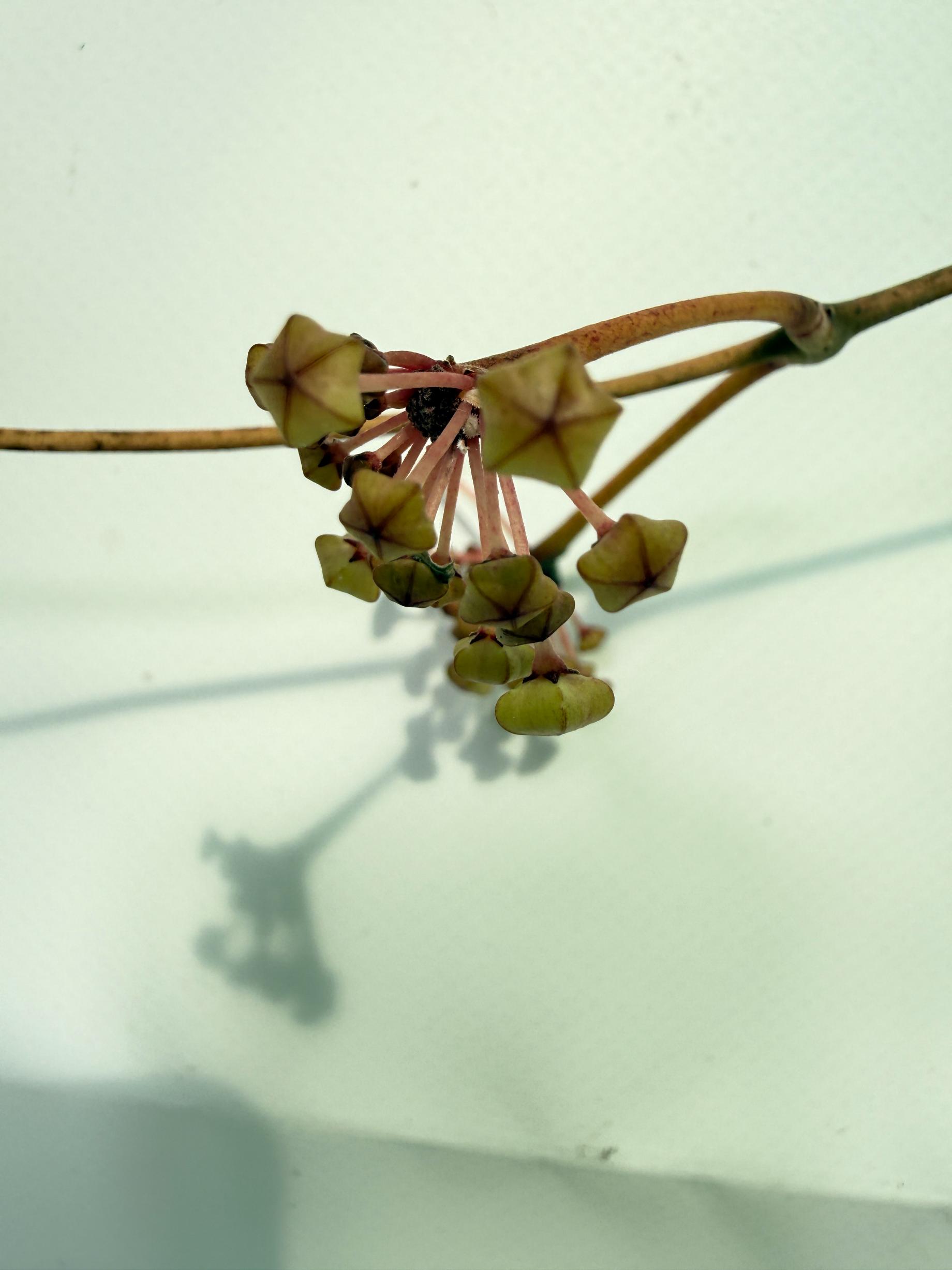 Hoya Macrophylla variegata POT OF GOLD 09