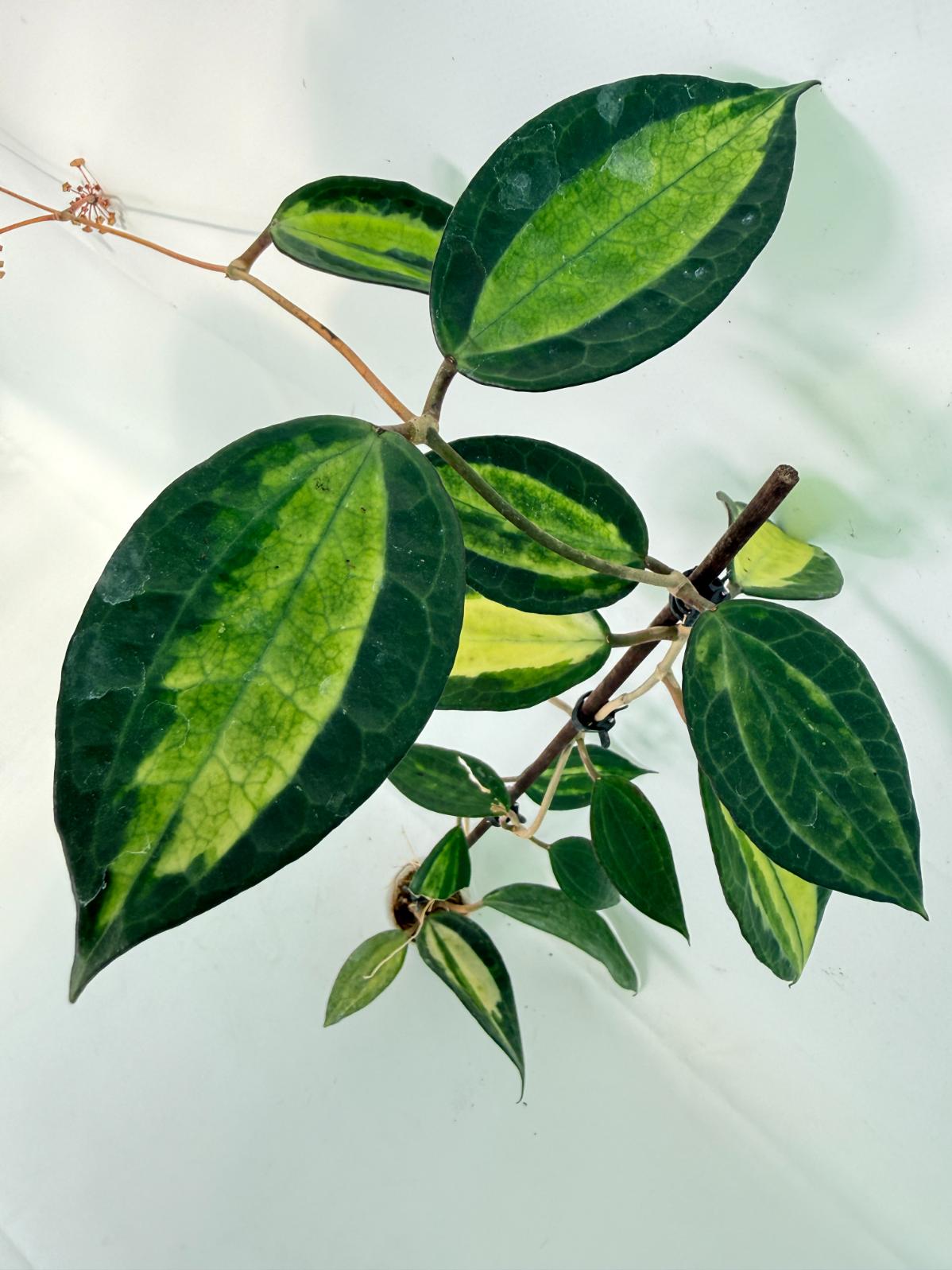 Hoya Macrophylla variegata POT OF GOLD 02