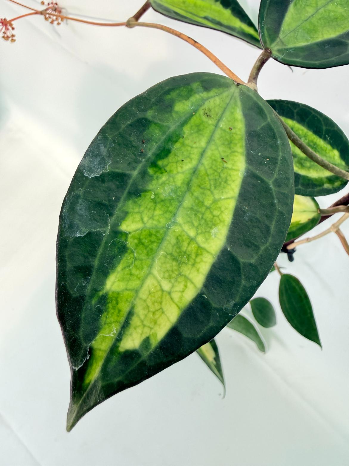 Hoya Macrophylla variegata POT OF GOLD 04