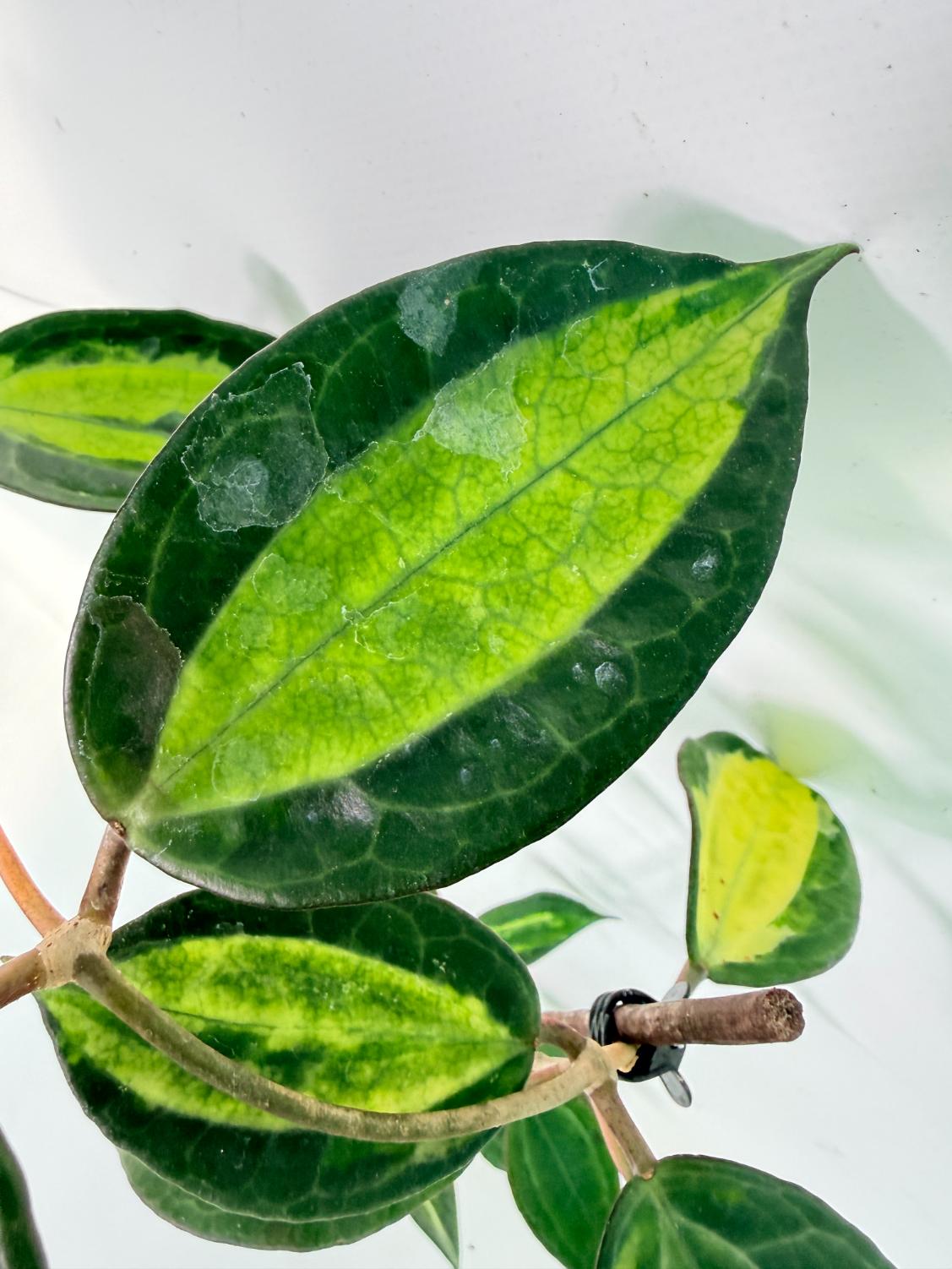 Hoya Macrophylla variegata POT OF GOLD 05