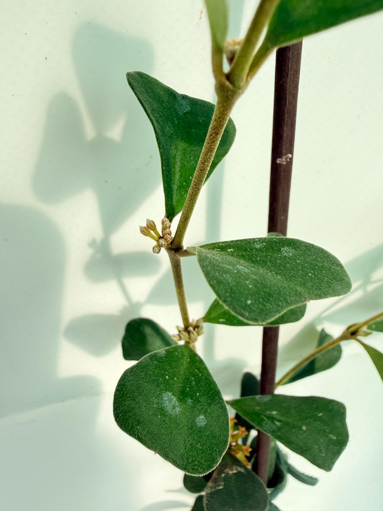 Hoya Manipurensis 07