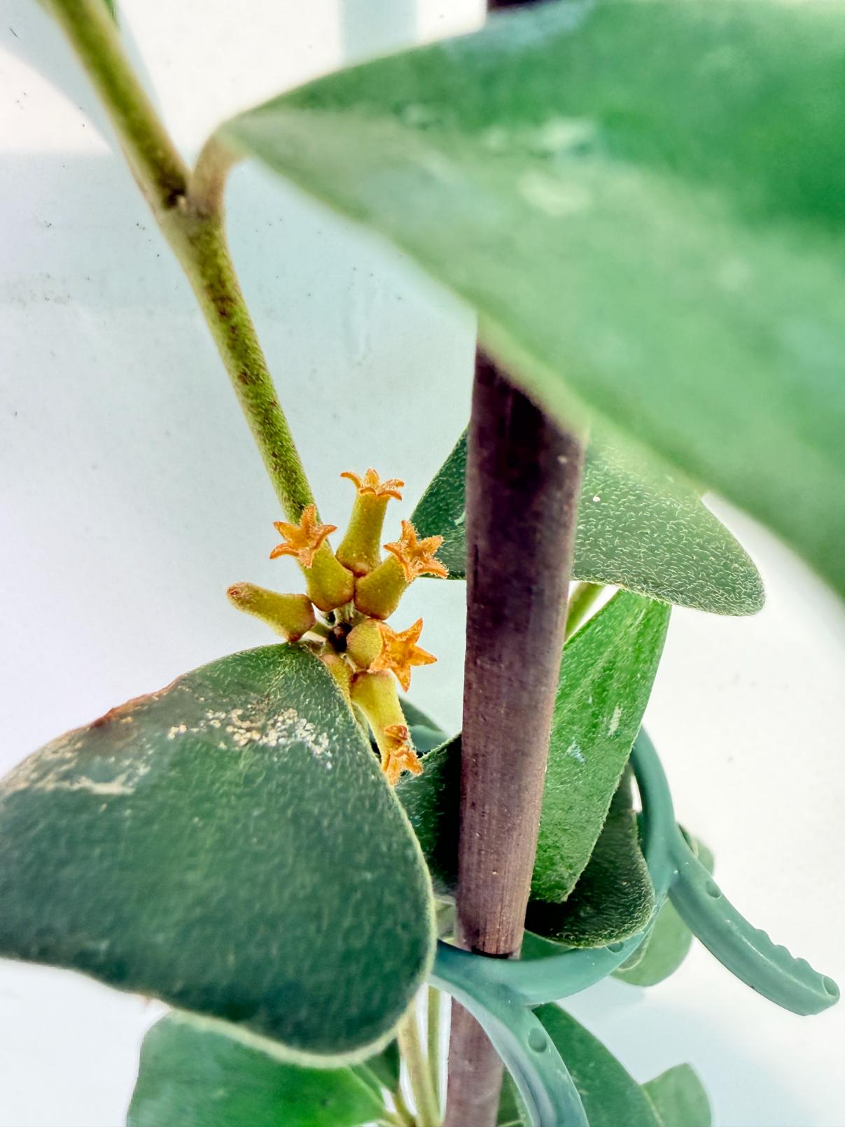 Hoya Manipurensis 08