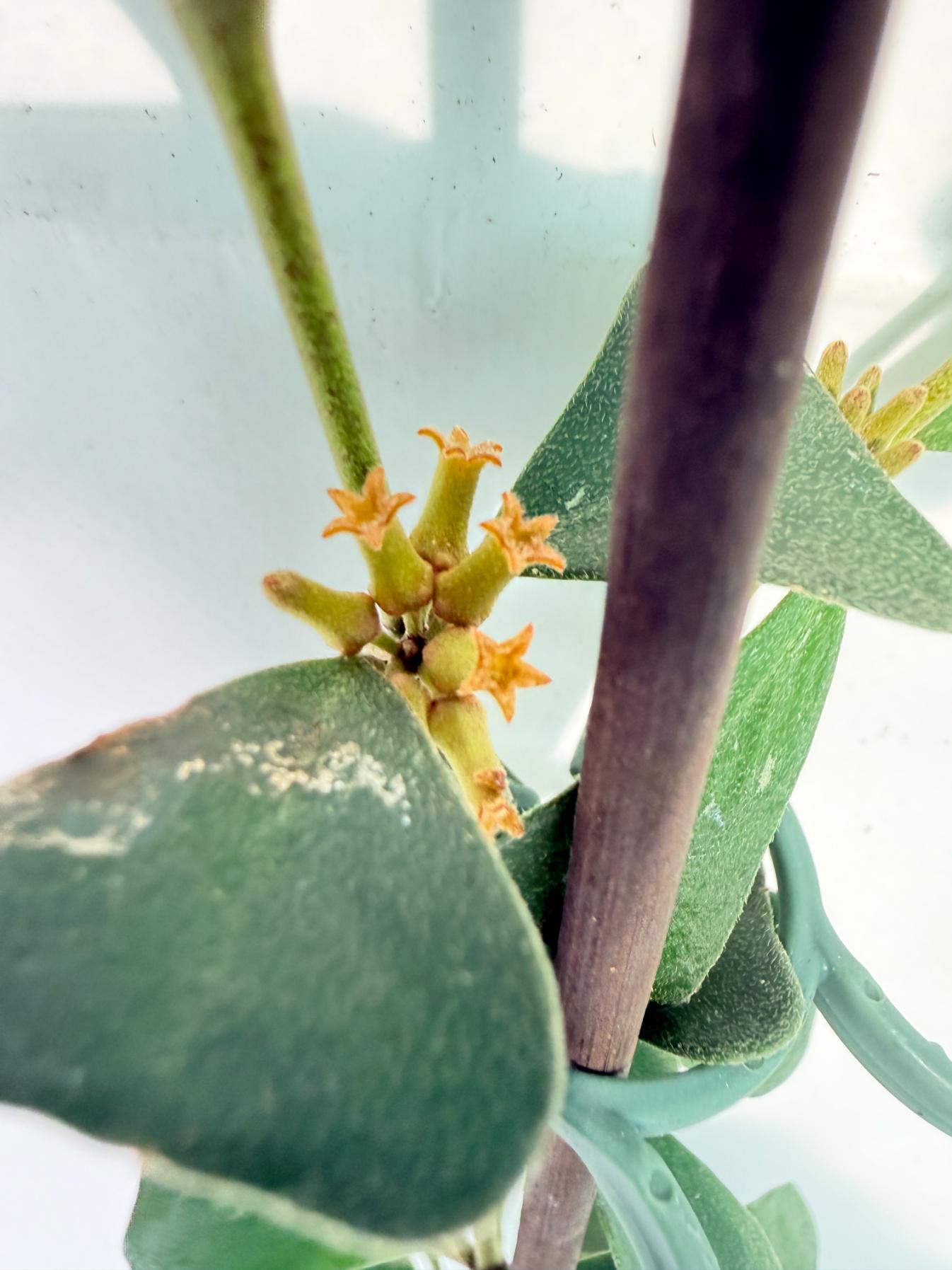 Hoya Manipurensis 09