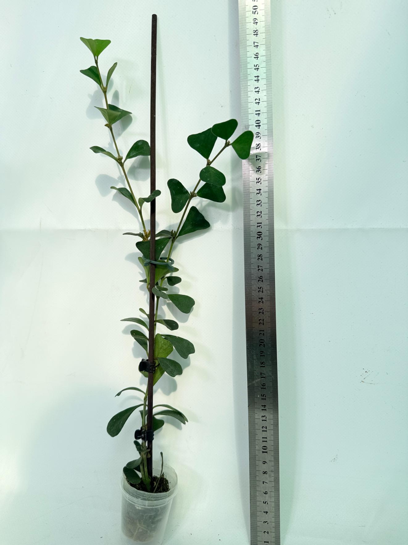 Hoya Manipurensis 05