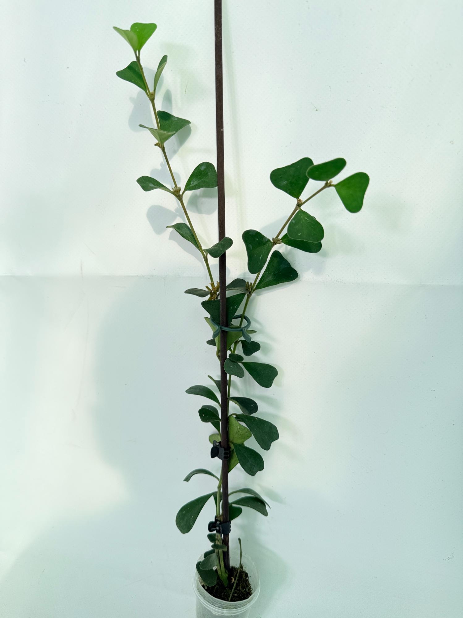 Hoya Manipurensis 02