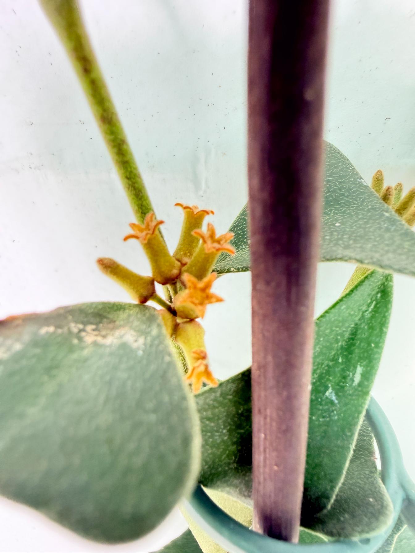 Hoya Manipurensis 01